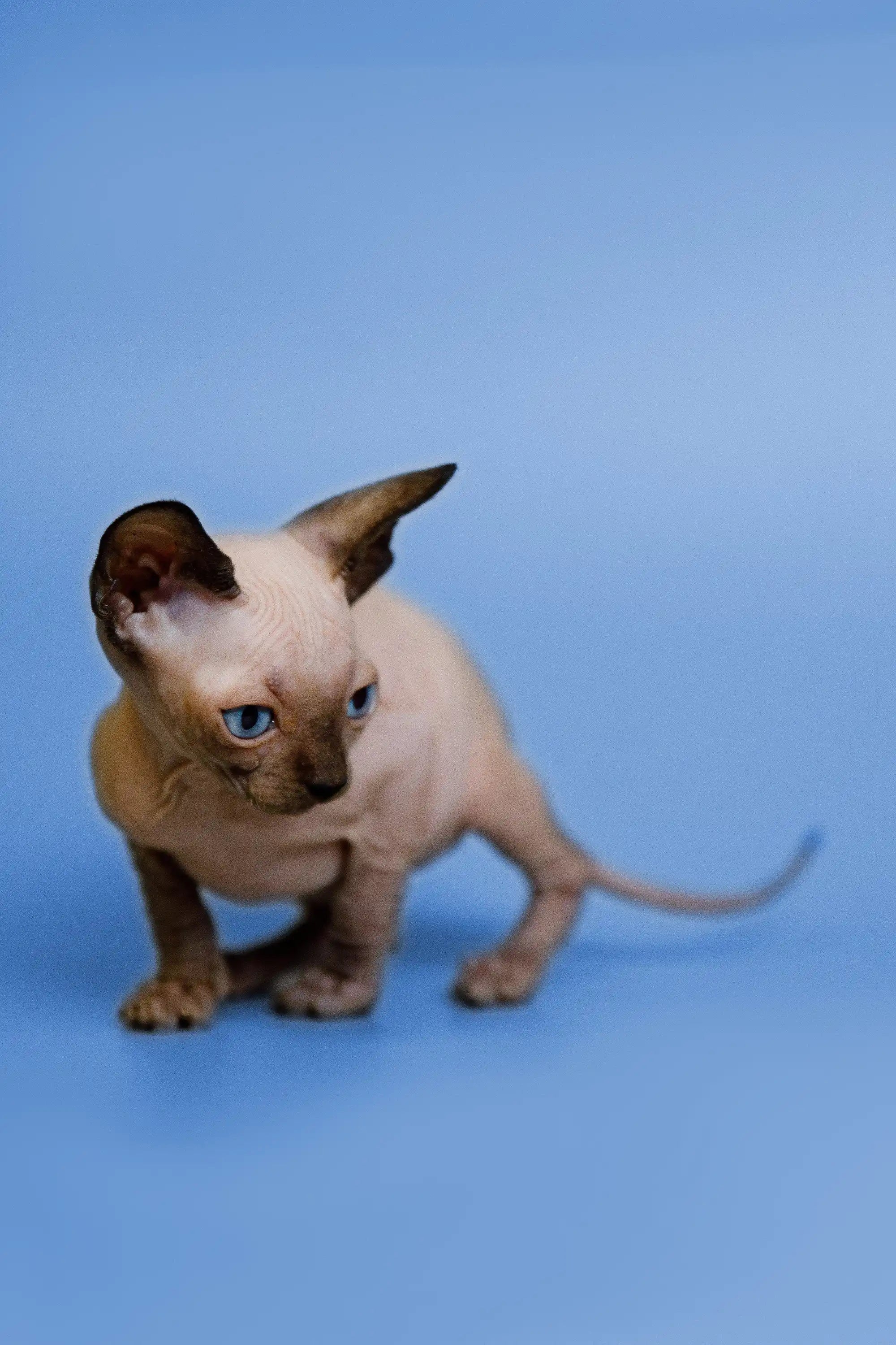 Grettel | Sphynx Kitten - Image 6