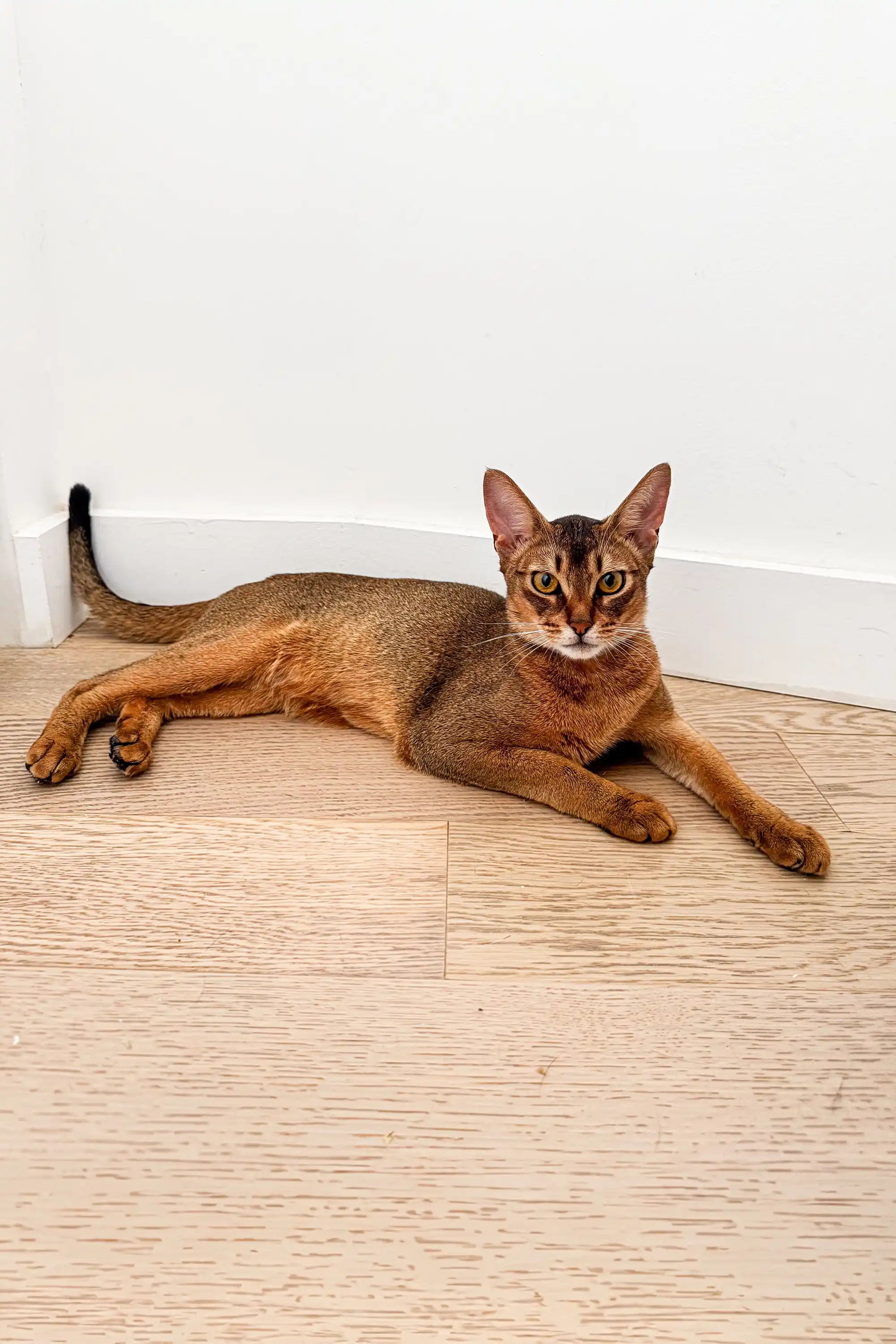 Grey | Abyssinian Kitten - Image 3