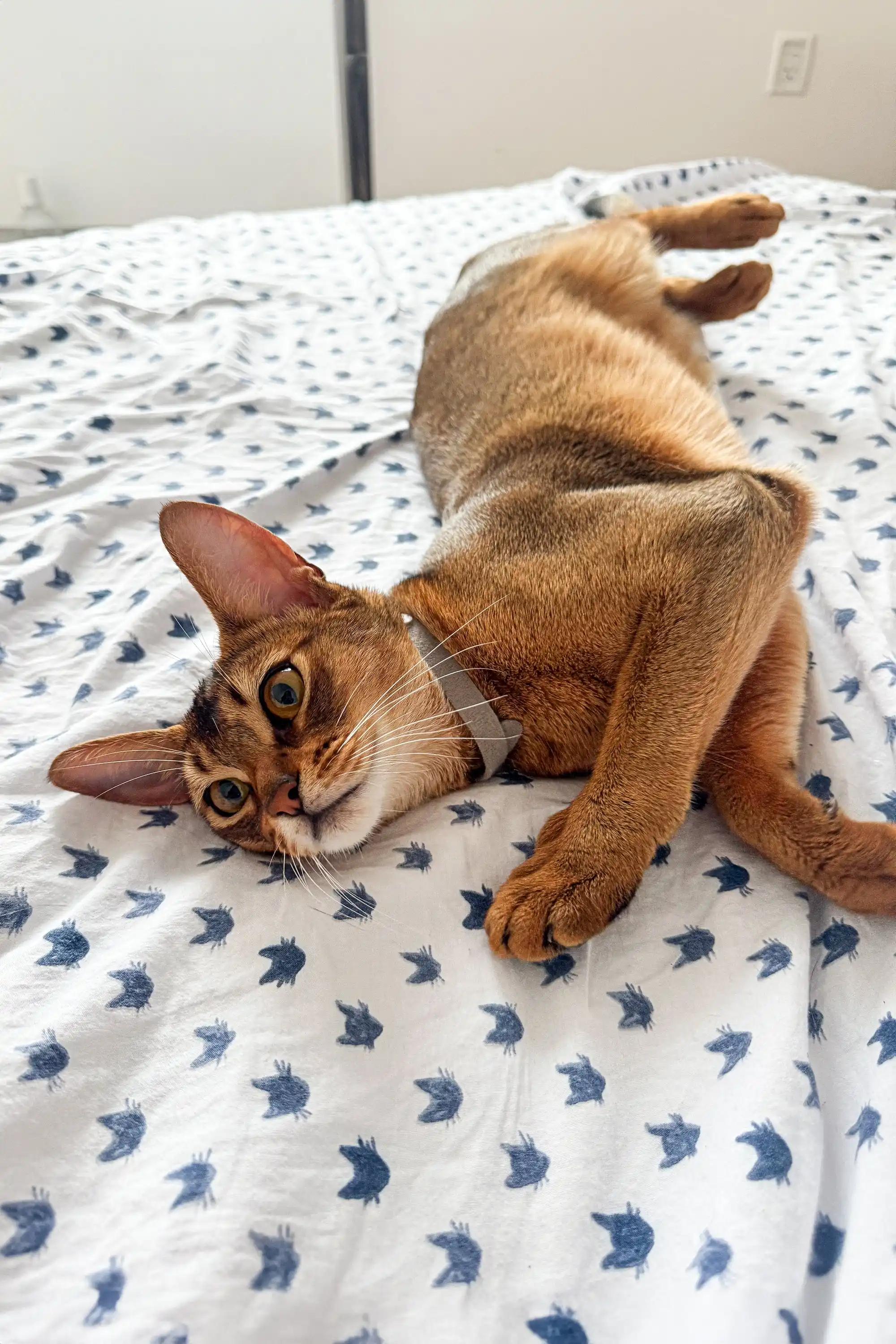 Grey | Abyssinian Kitten - Image 5