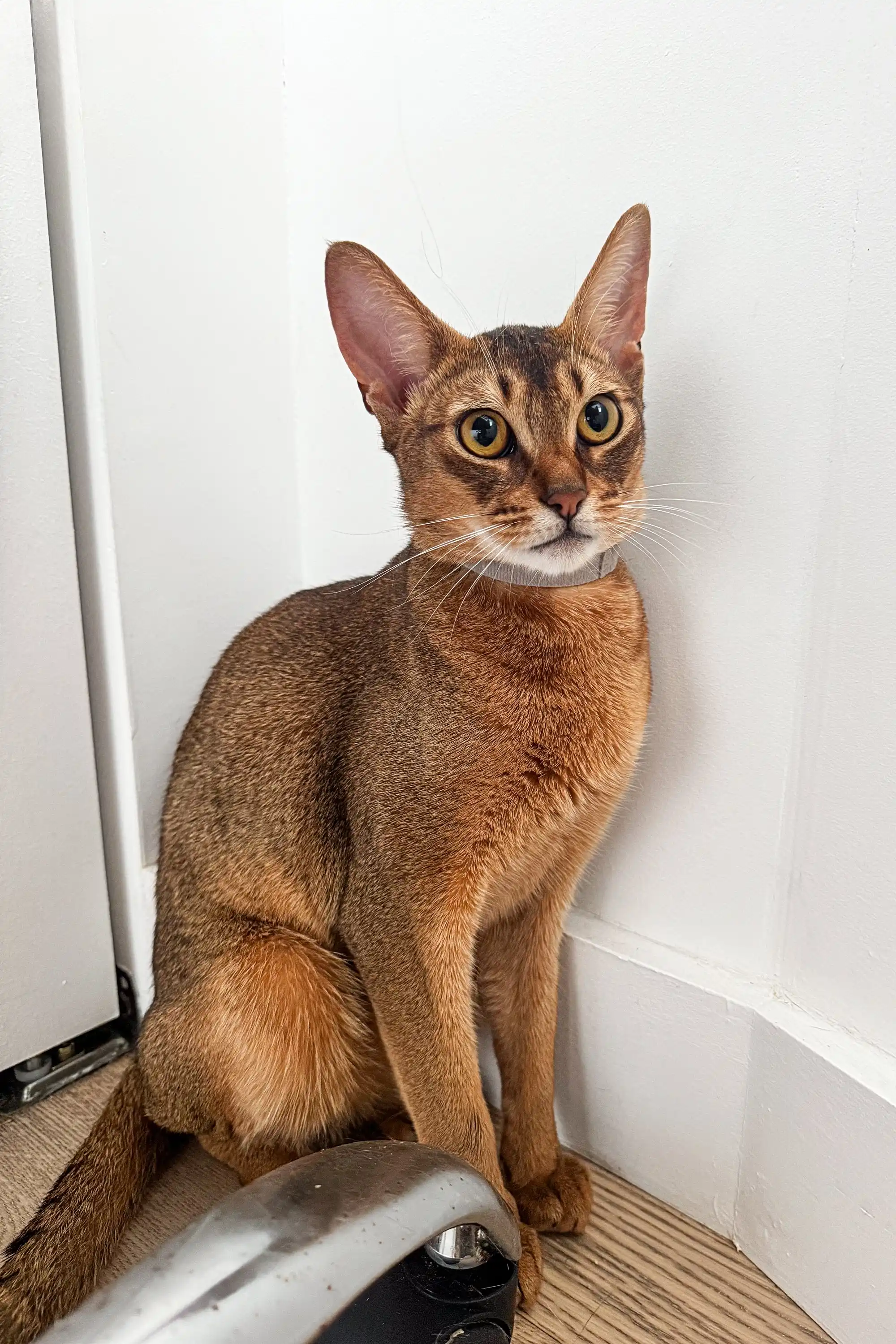 Grey | Abyssinian Kitten - Image 7