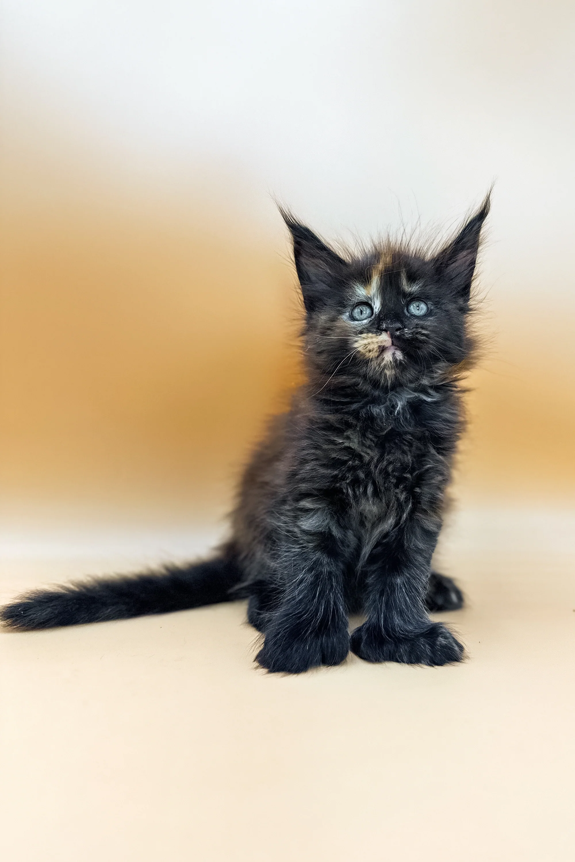 Griselda | Polydactyl Maine Coon - Image 3
