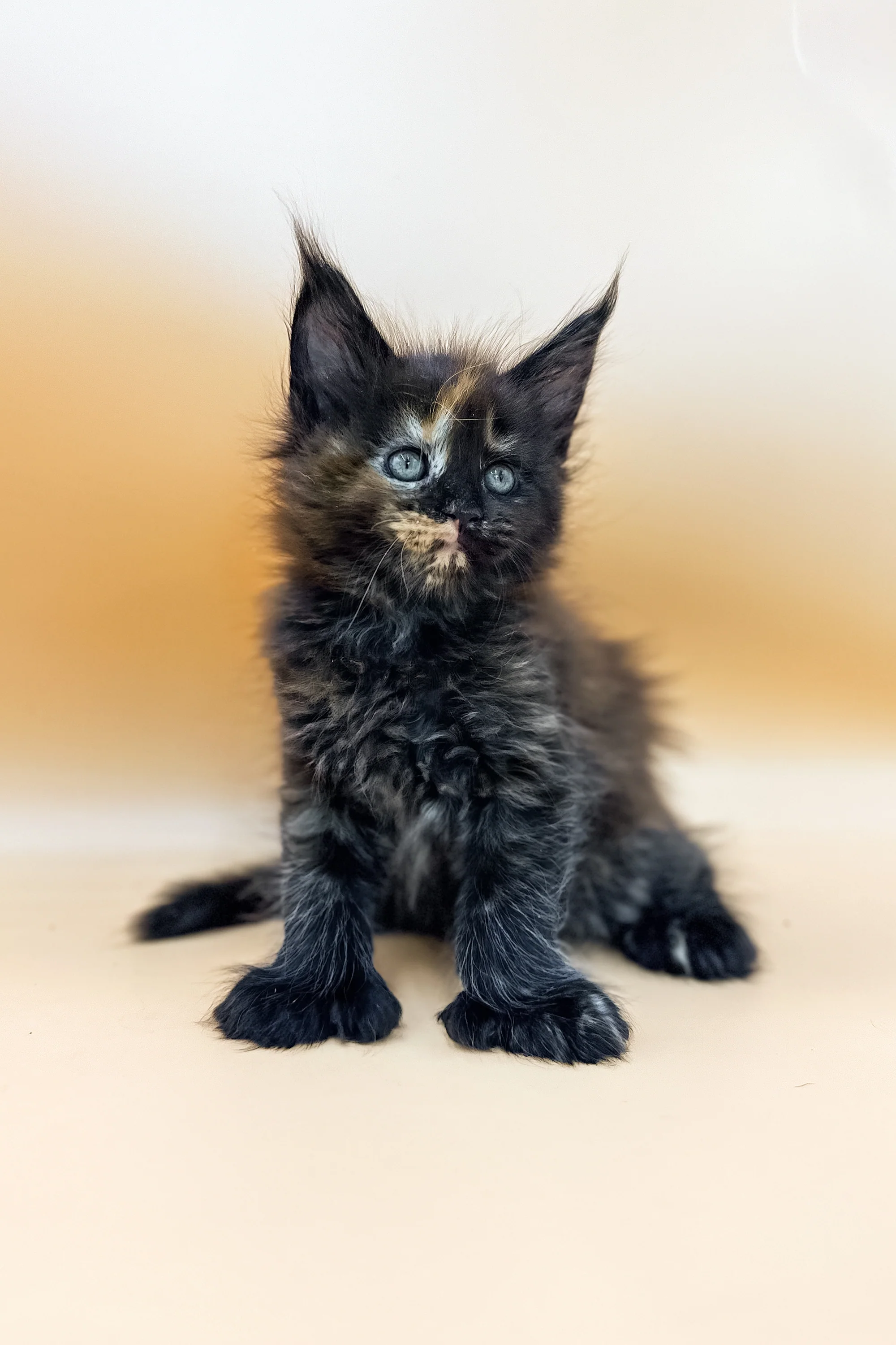 Griselda | Polydactyl Maine Coon - Image 4
