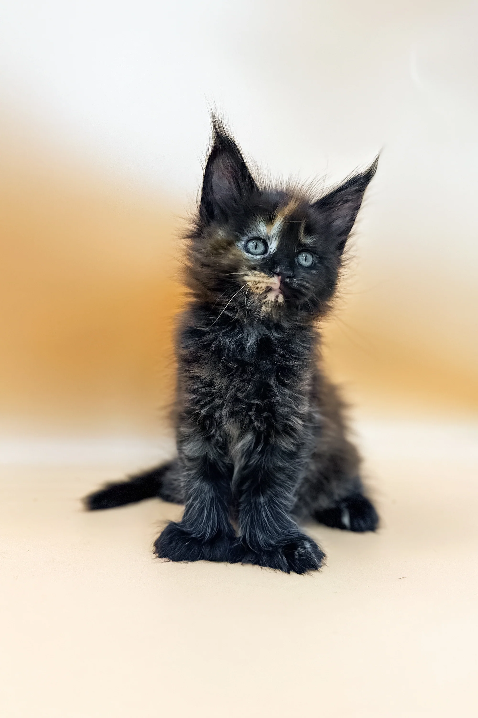 Griselda | Polydactyl Maine Coon - Image 5