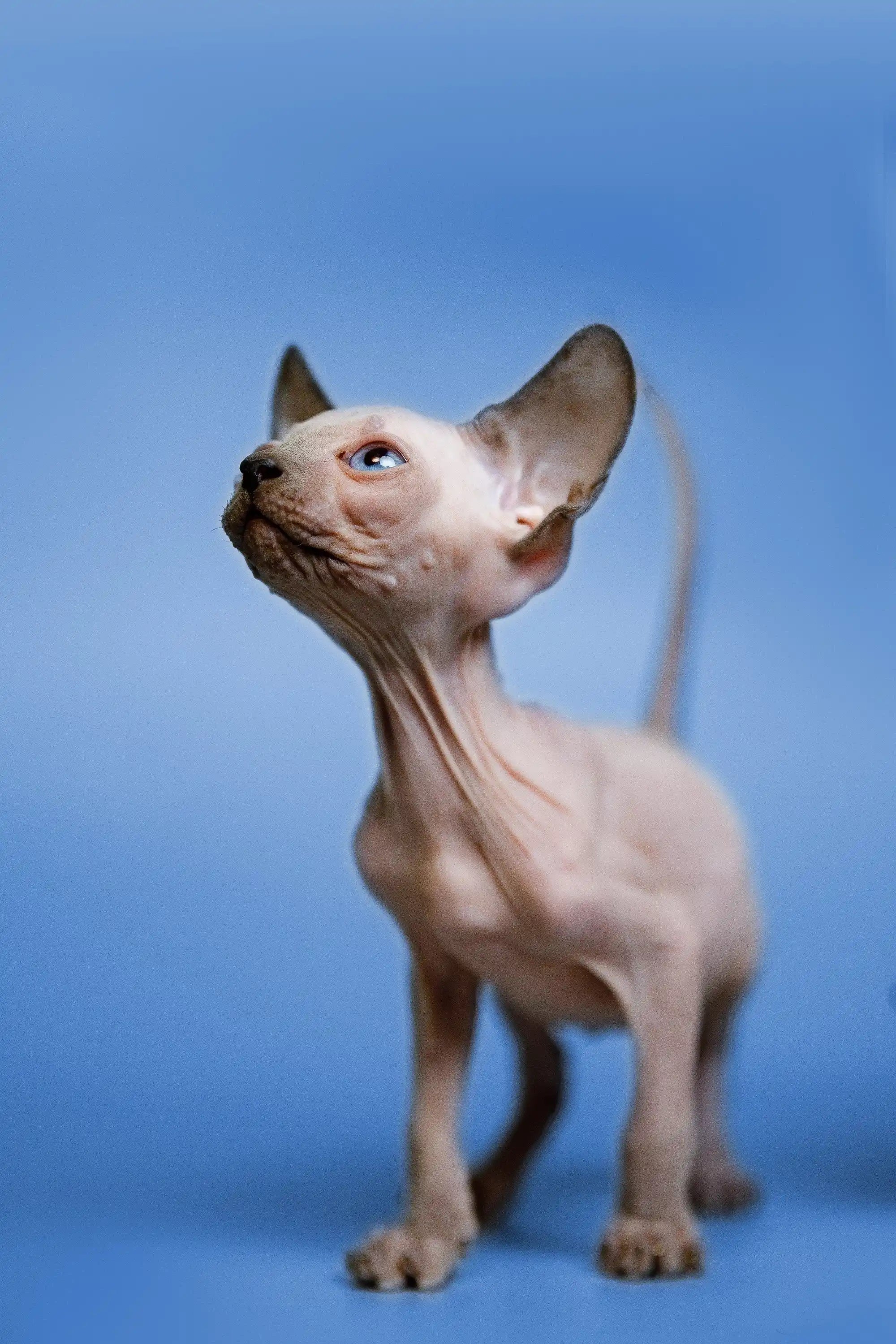 Gus | Sphynx Kitten - Image 4