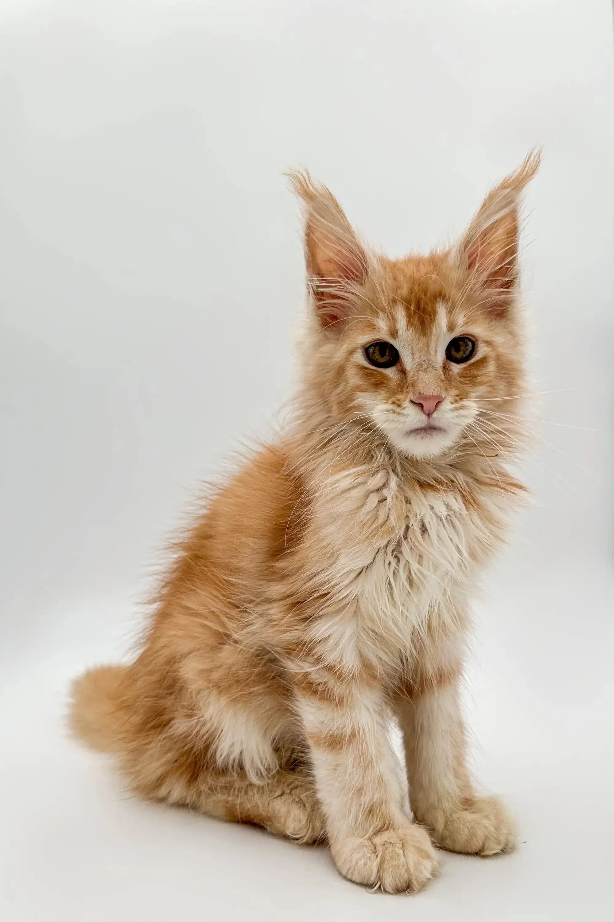 Gyro | Maine Coon Kitten - Image 16