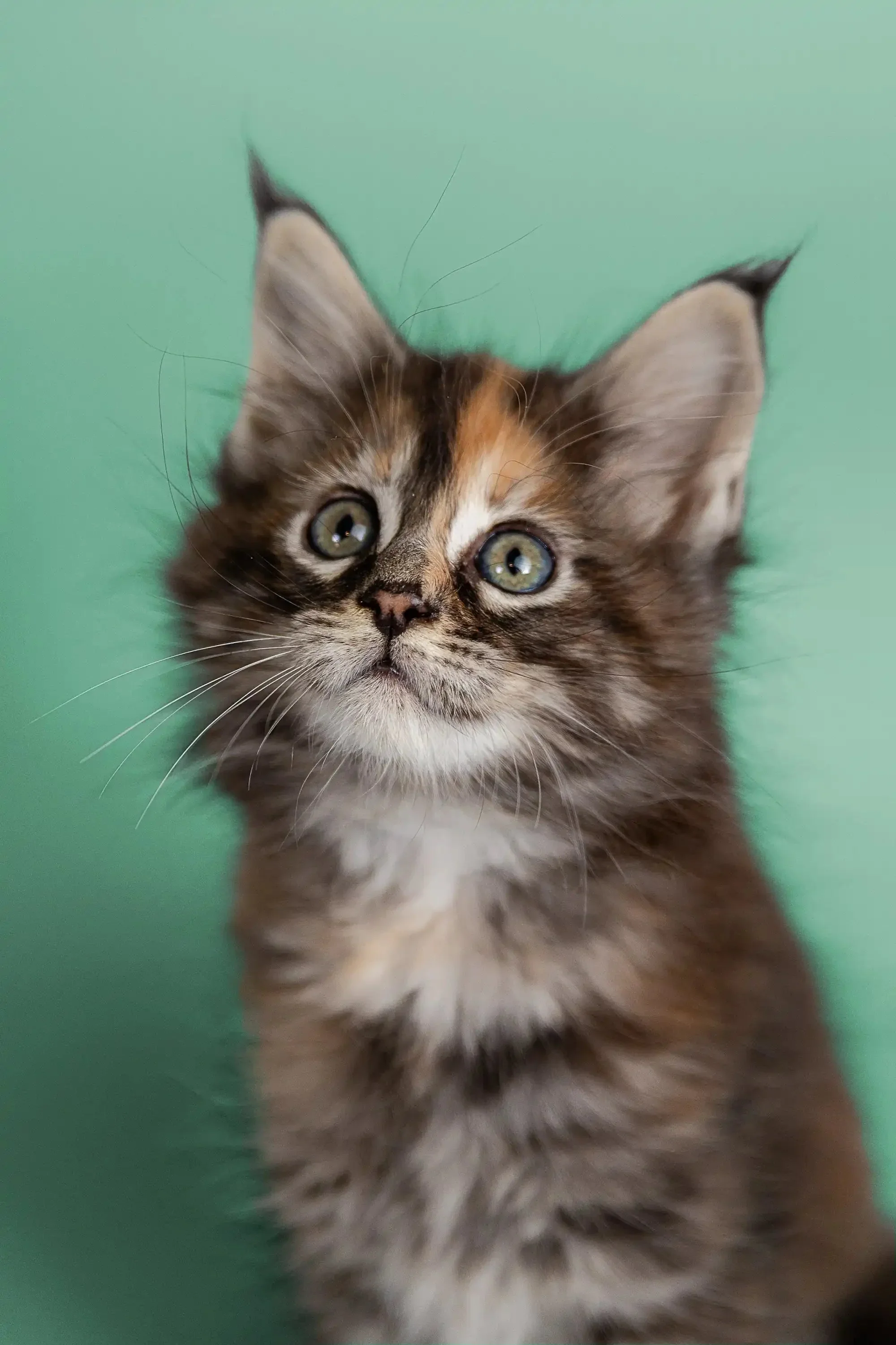Gyza | Maine Coon Kitten - Image 14
