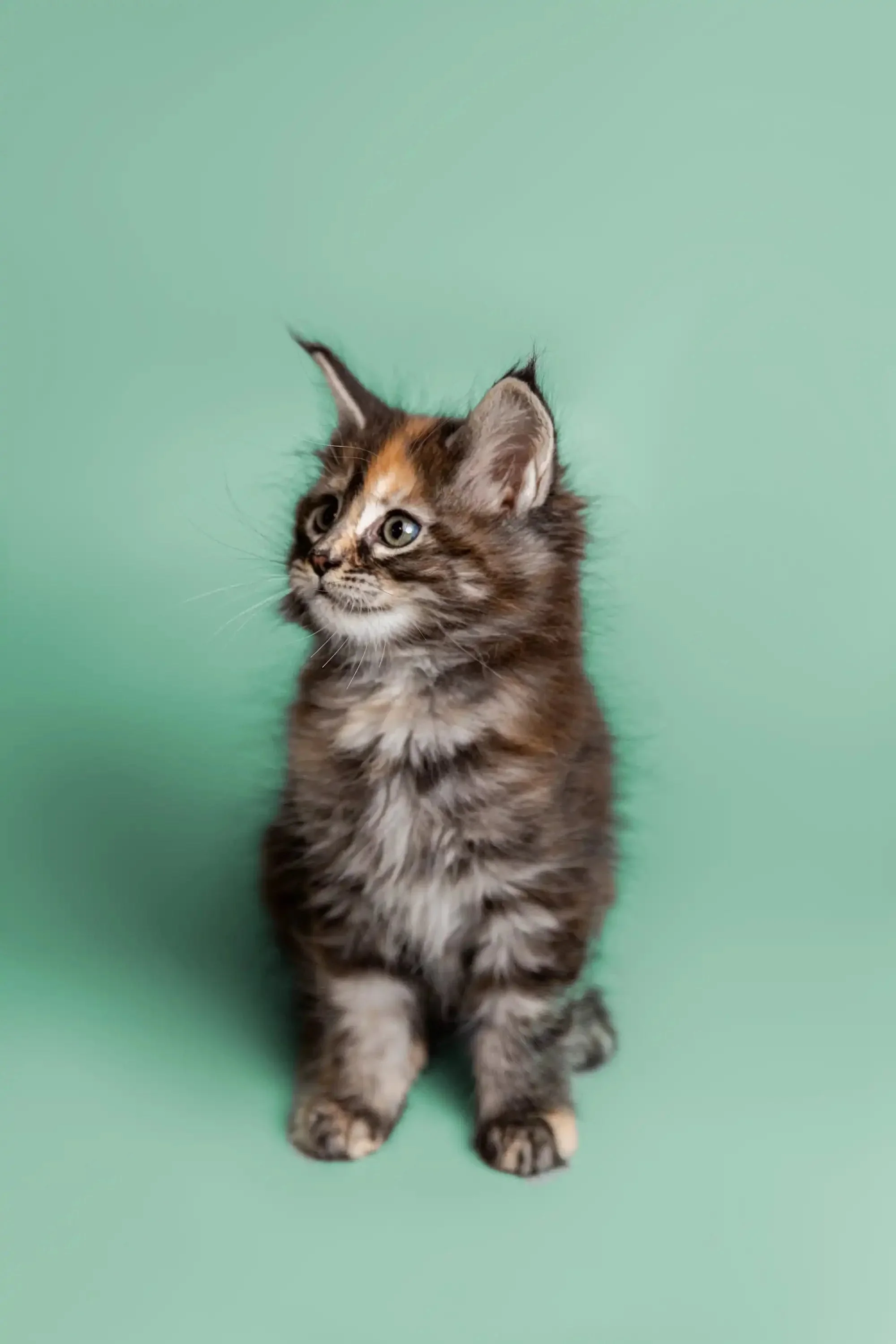 Gyza | Maine Coon Kitten - Image 6
