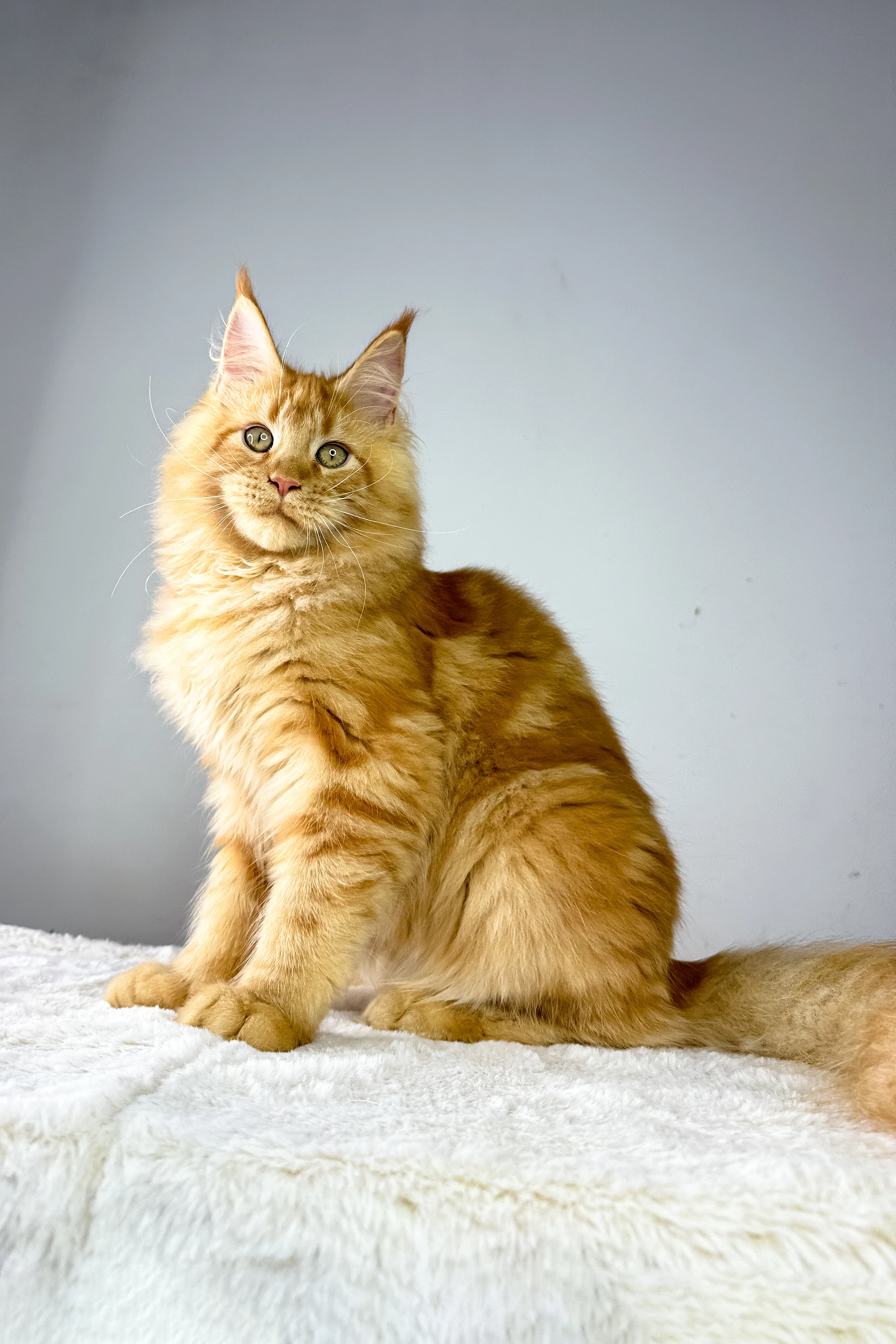Harry | Maine Coon Kitten - Image 4