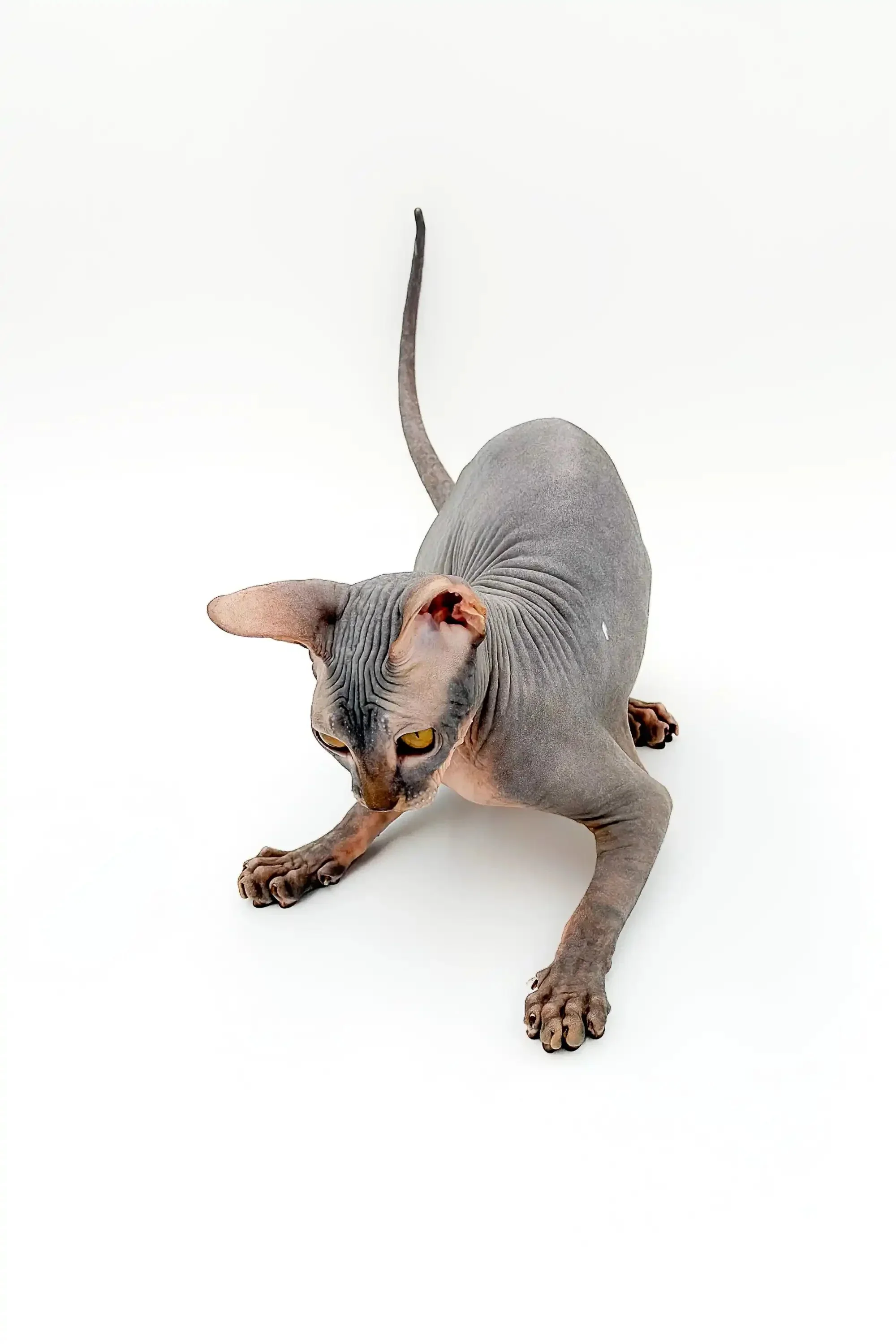 Hayden | Sphynx Kitten - Image 12