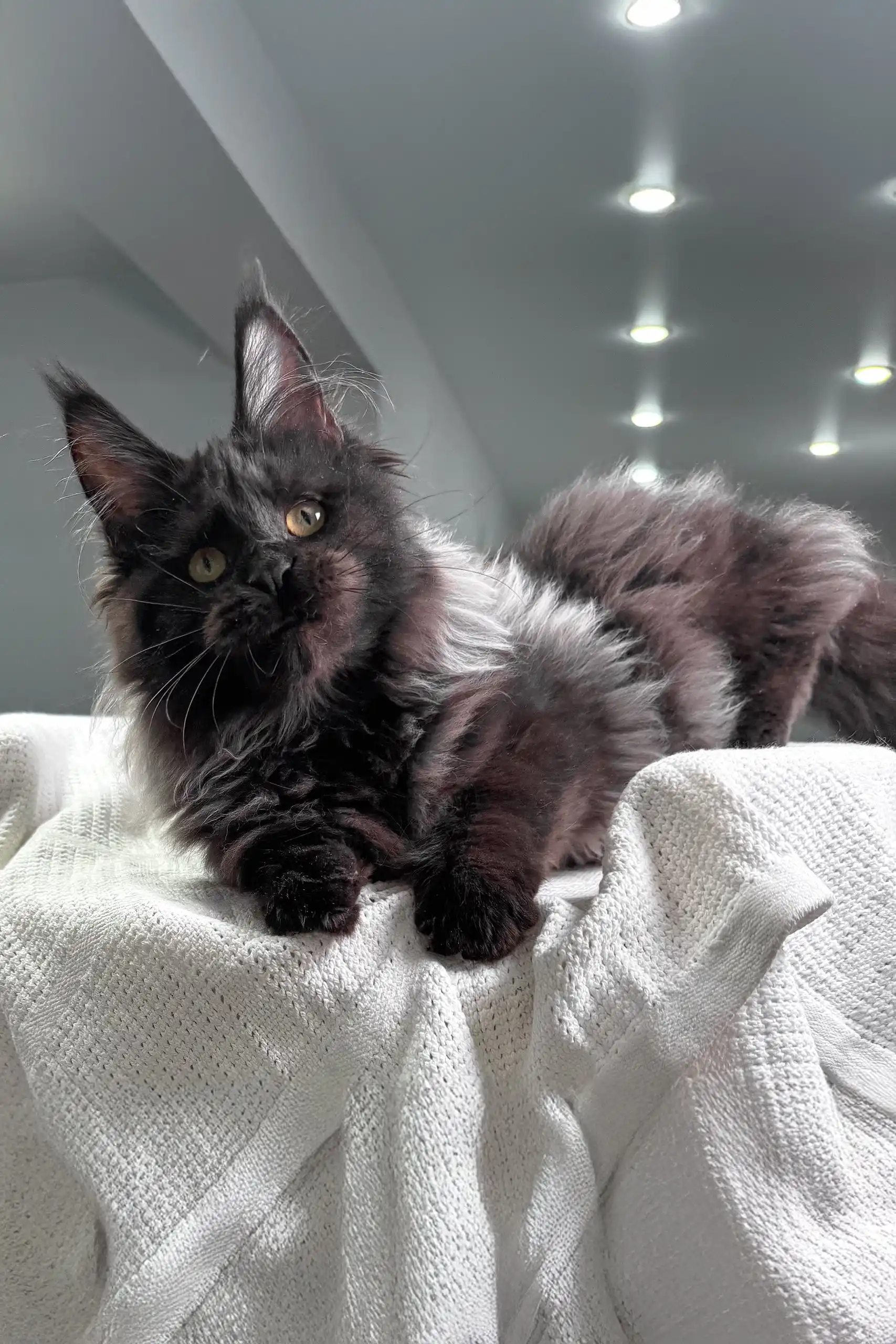 Helen | Maine Coon Kitten - Image 5