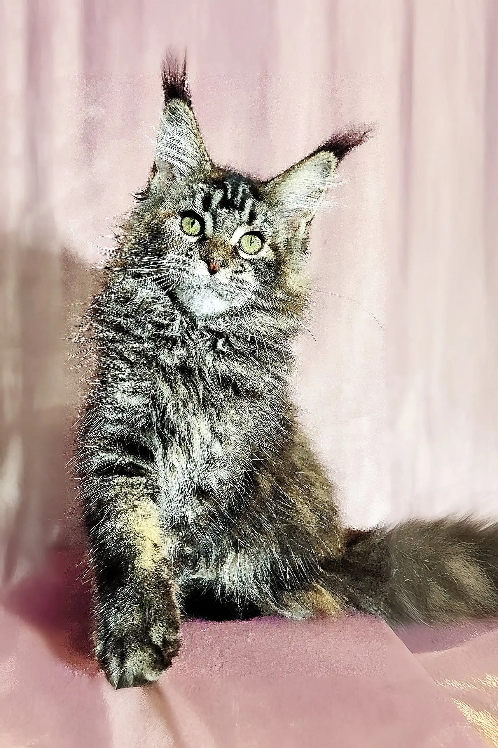 Helga | Maine Coon Kitten - Image 7