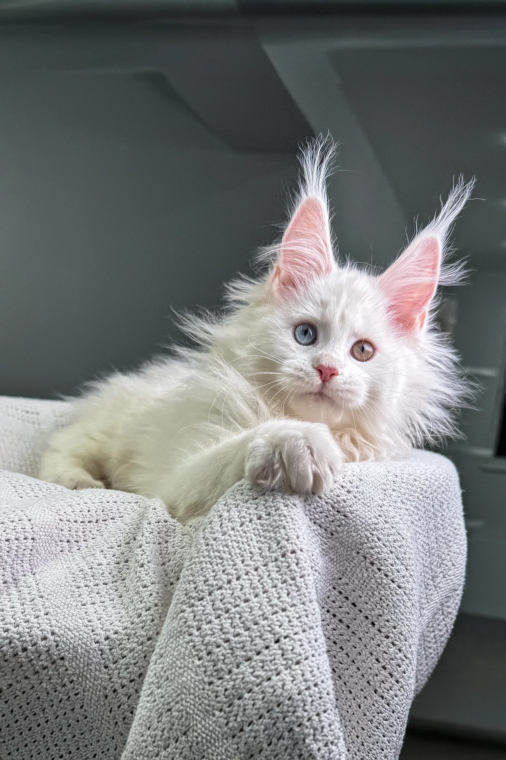 Henriett | Maine Coon Kitten - Image 3