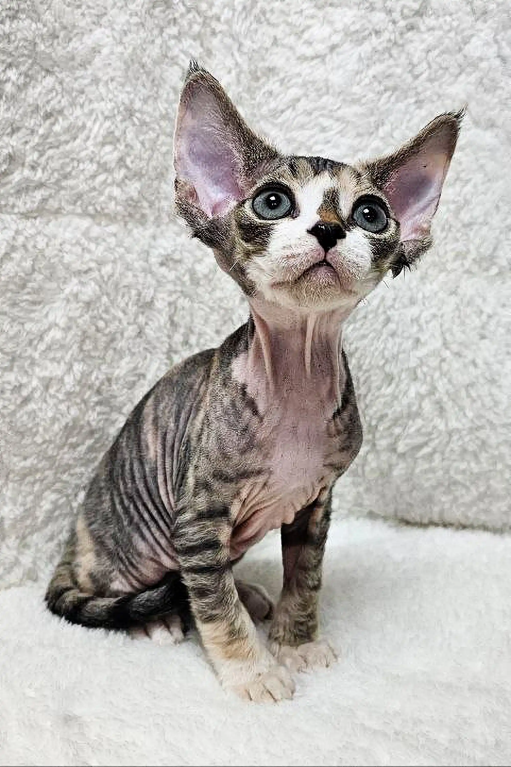 Hermione | Devon Rex Kitten - Image 3