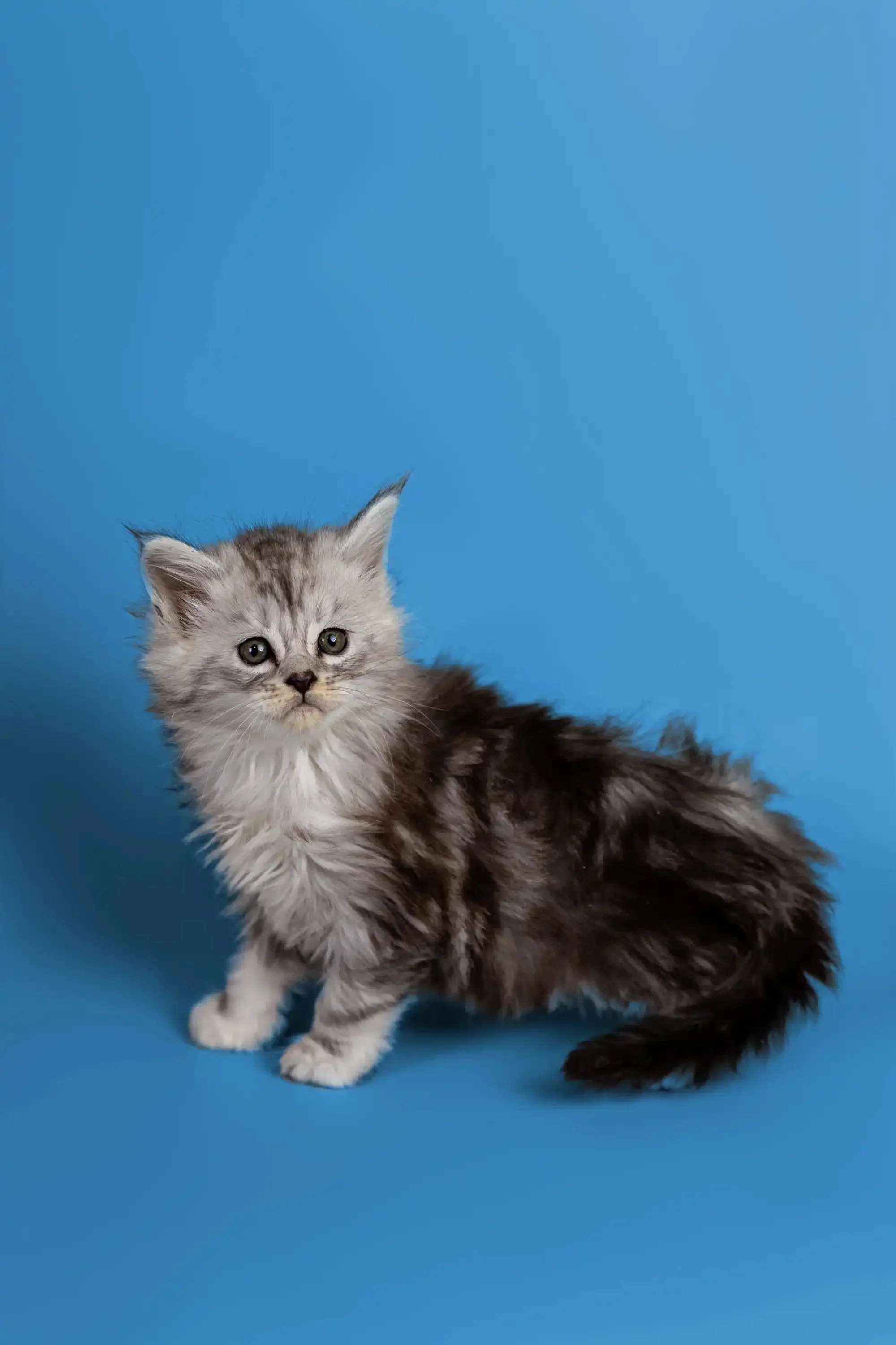 Heyli | Maine Coon Kitten - Image 6