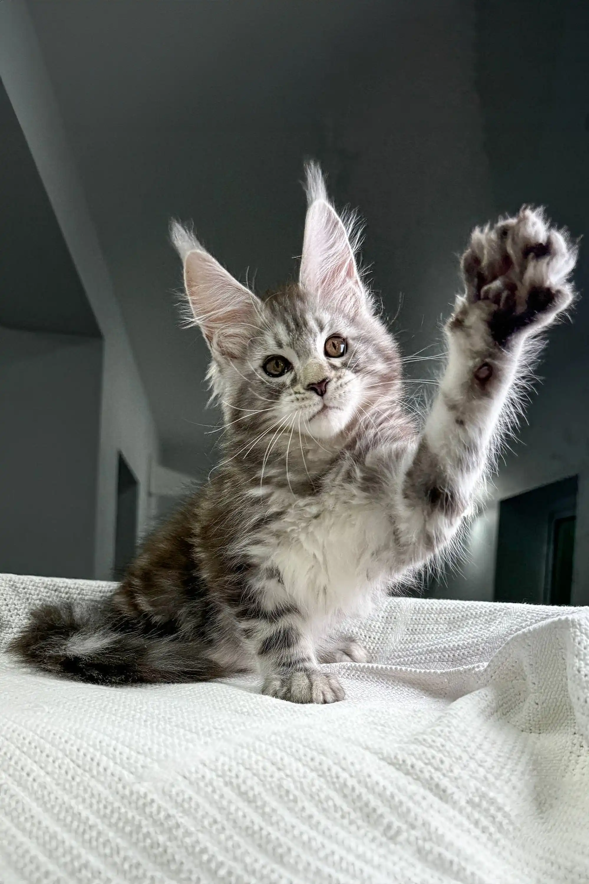 Highspirit | Maine Coon Kitten - Image 10