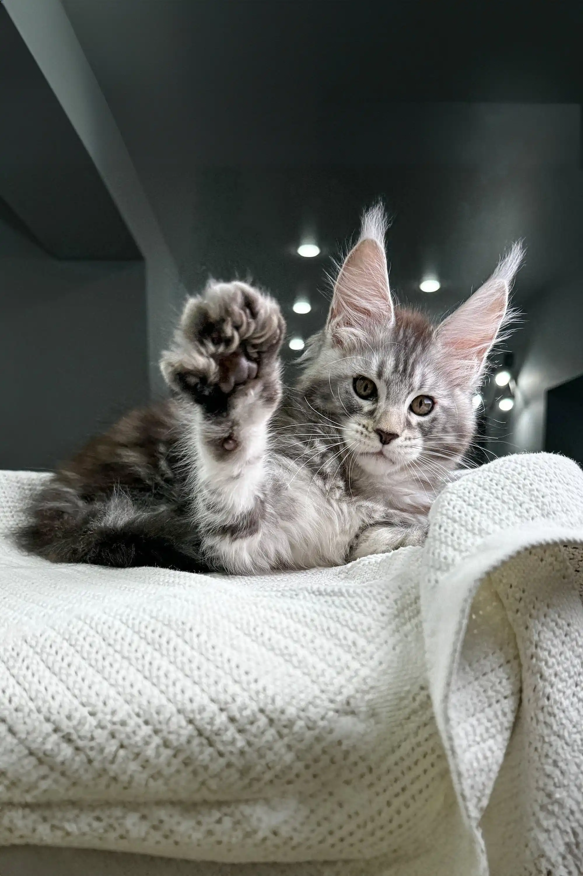 Highspirit | Maine Coon Kitten - Image 4