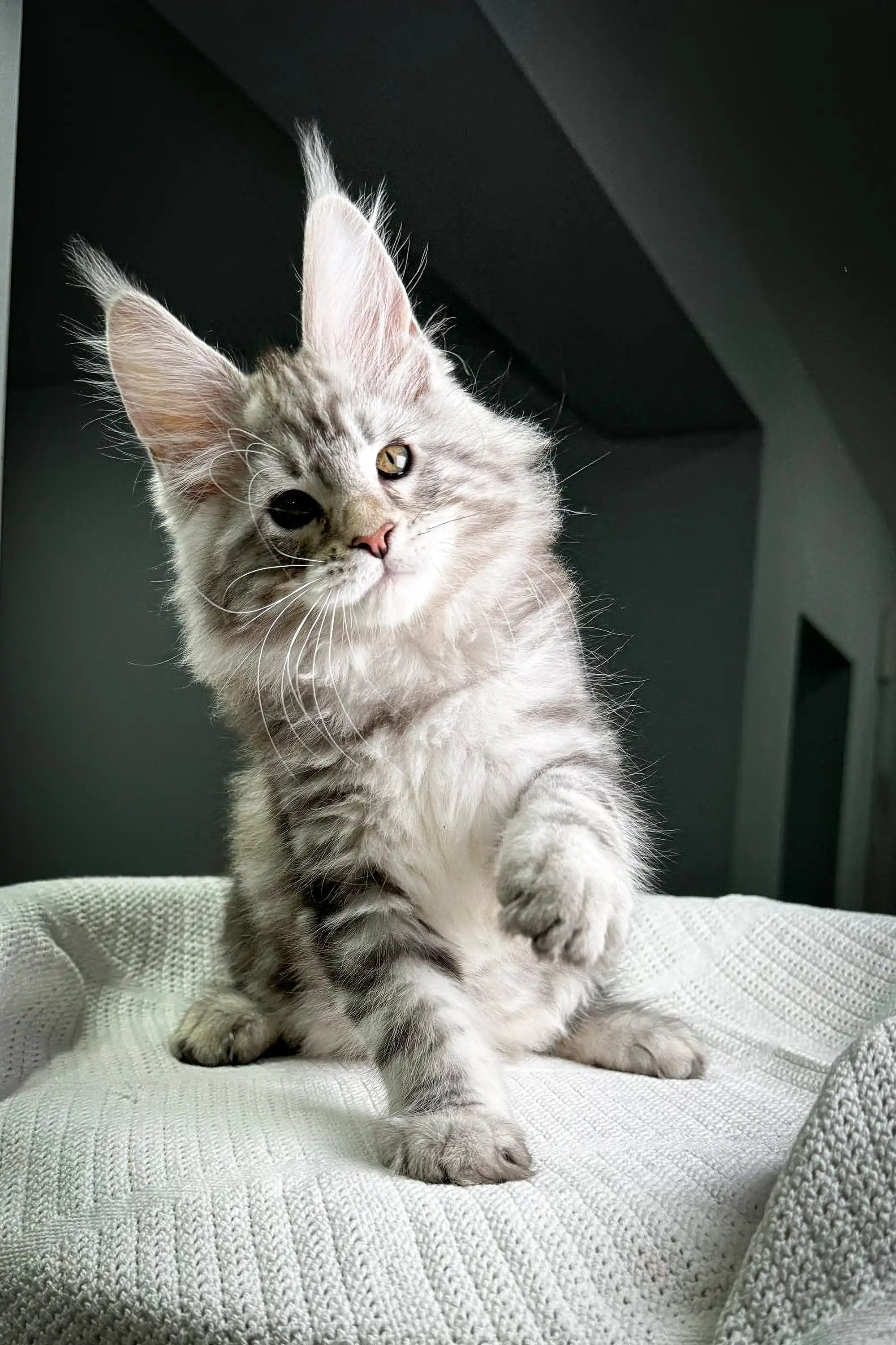 Highland | Maine Coon Kitten - Image 14