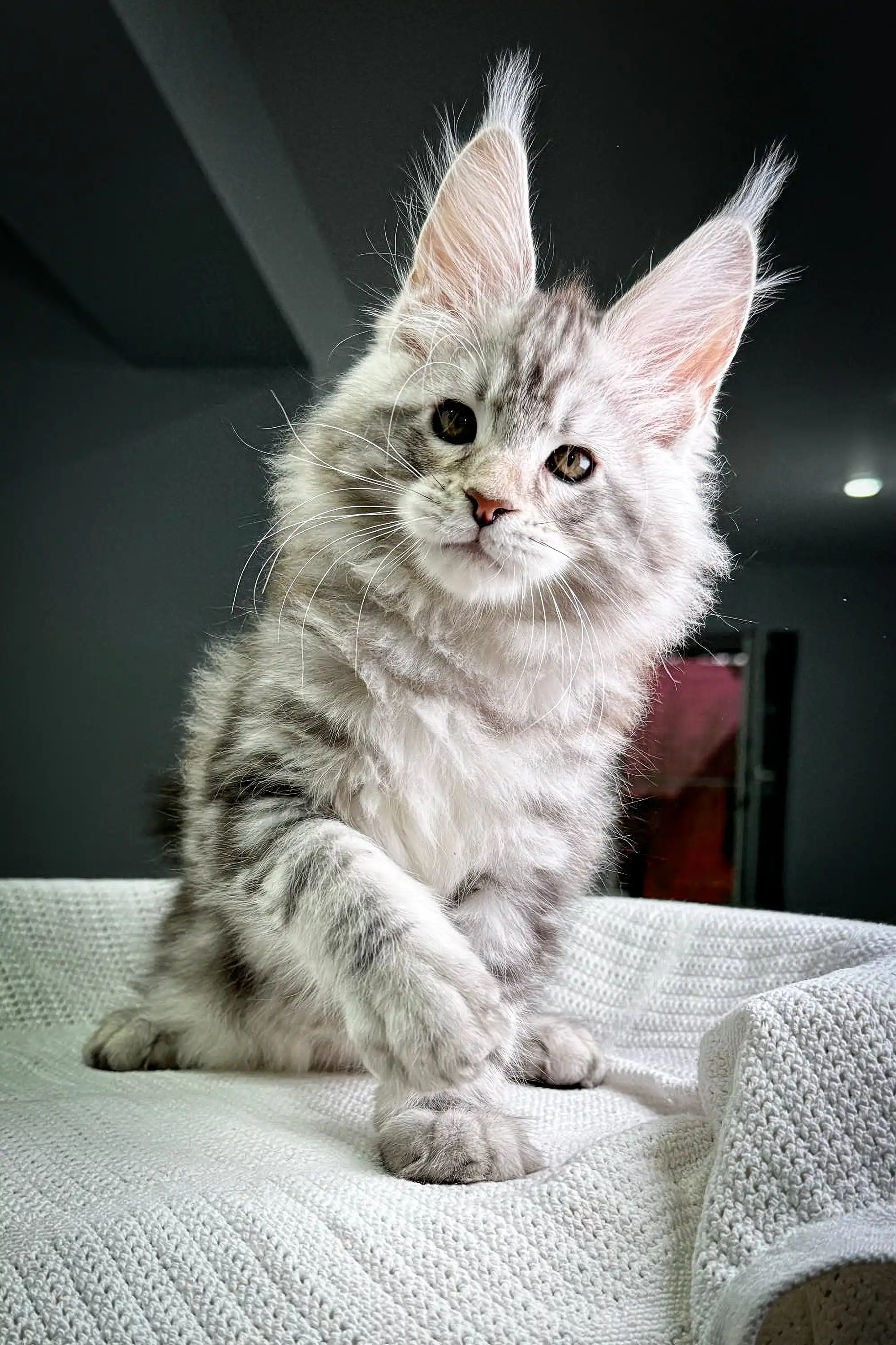 Highland | Maine Coon Kitten - Image 3