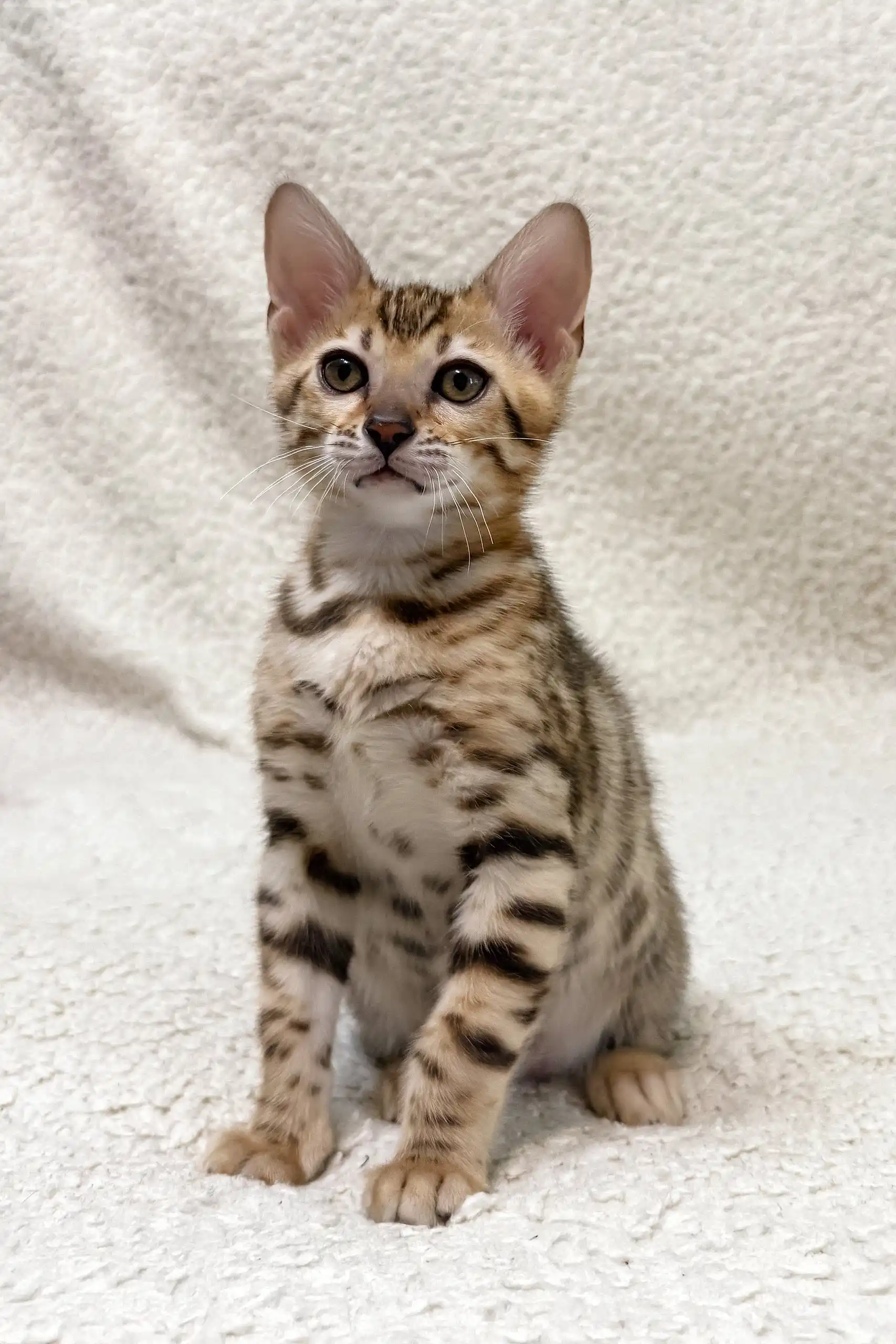 Holly | Bengal Kitten - Image 4