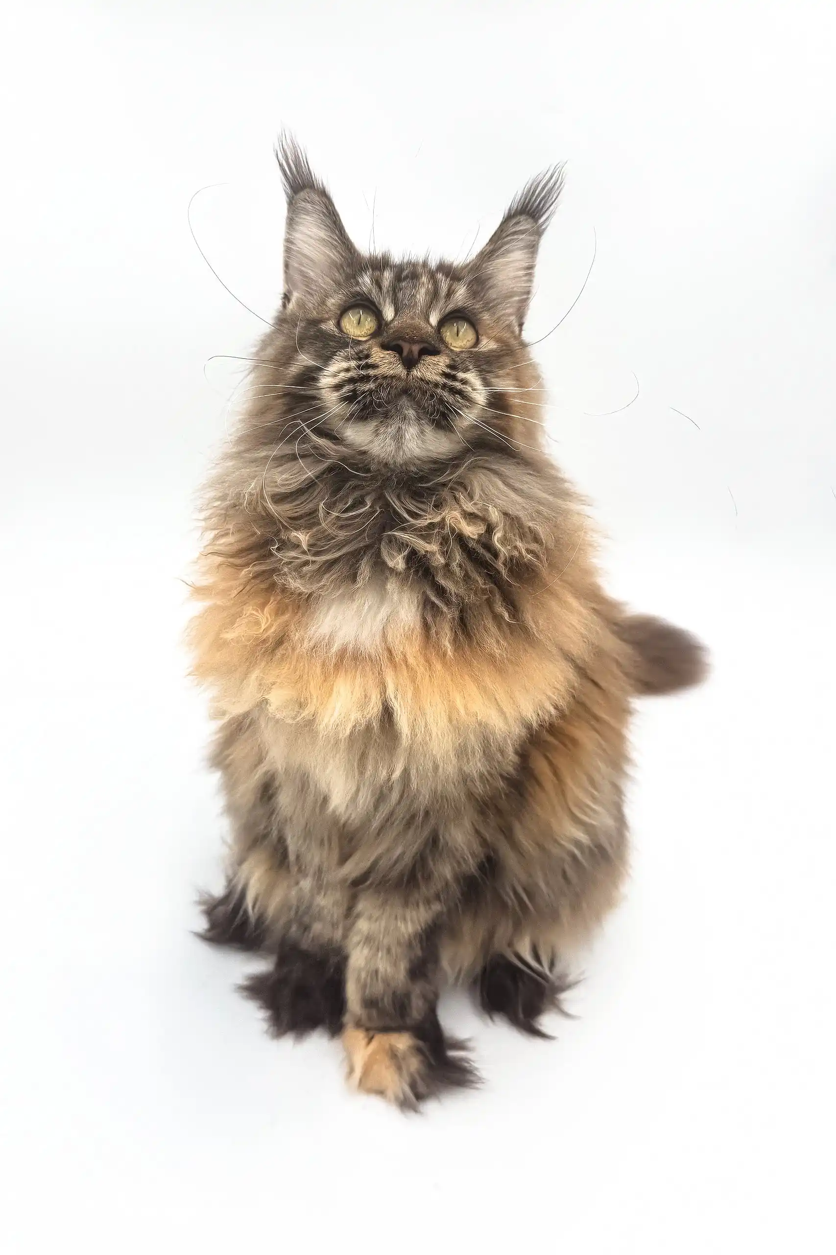 Hope | Maine Coon Kitten - Image 7