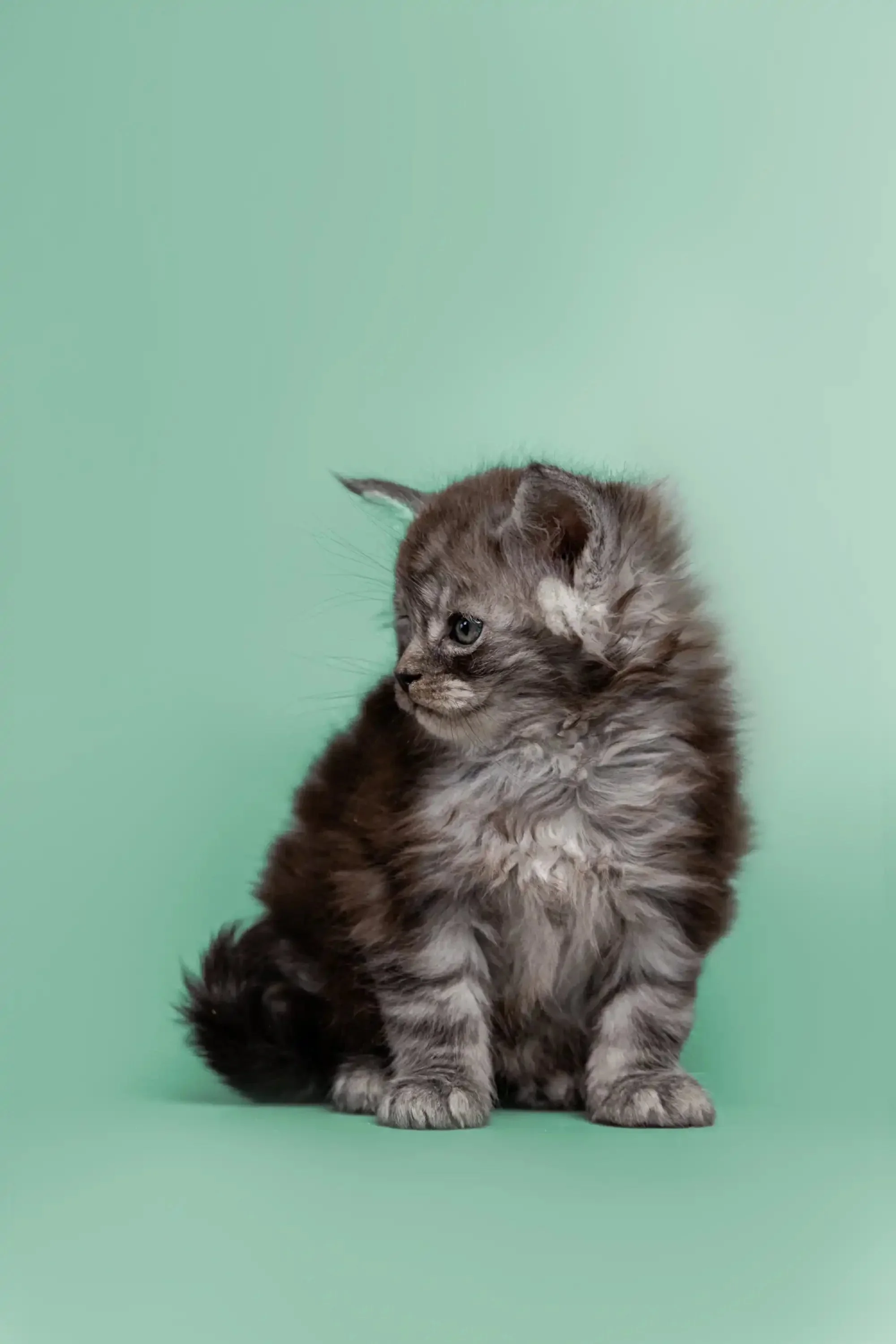 Houston | Maine Coon Kitten - Image 4