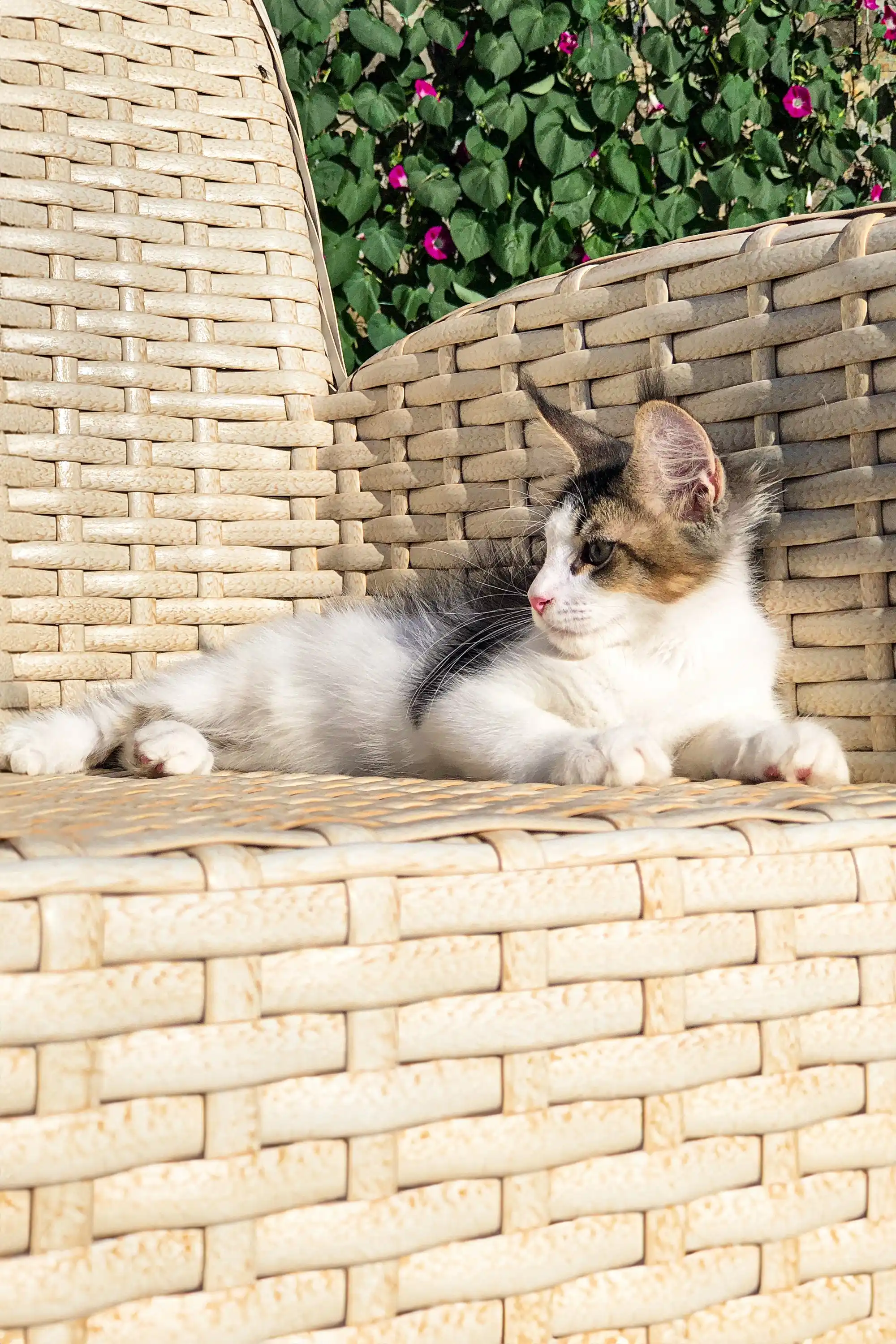 Howard | Maine Coon Kitten - Image 15