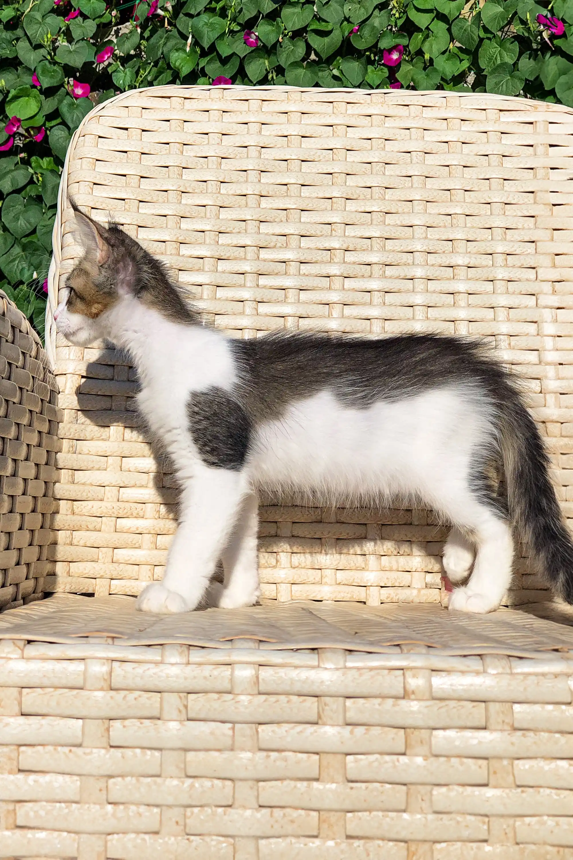 Howard | Maine Coon Kitten - Image 2