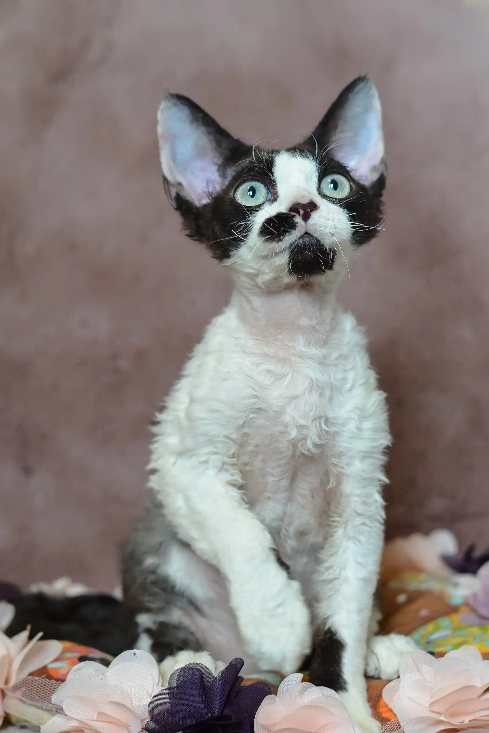 Hugo | Devon Rex Kitten - Image 2