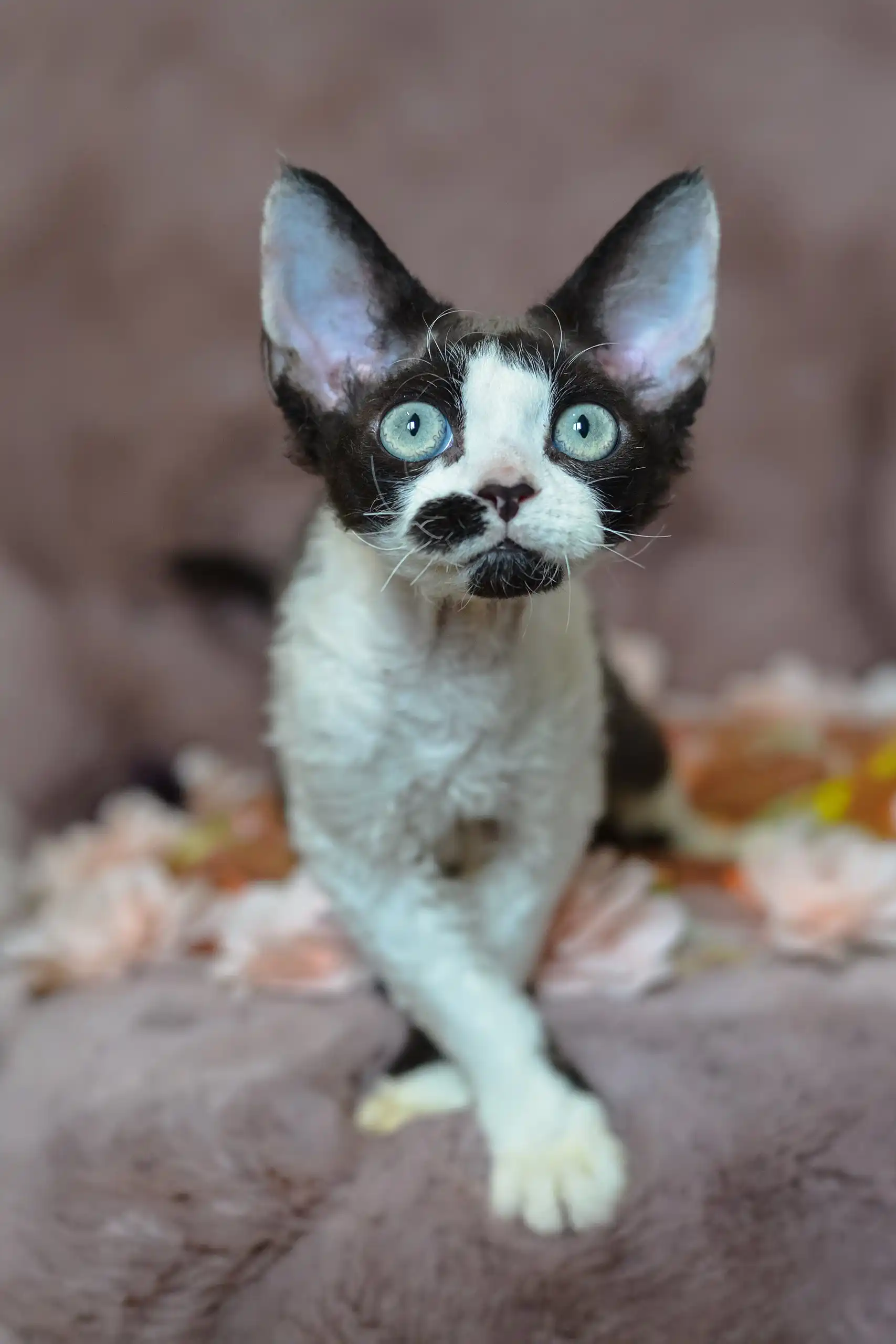 Hugo | Devon Rex Kitten - Image 6