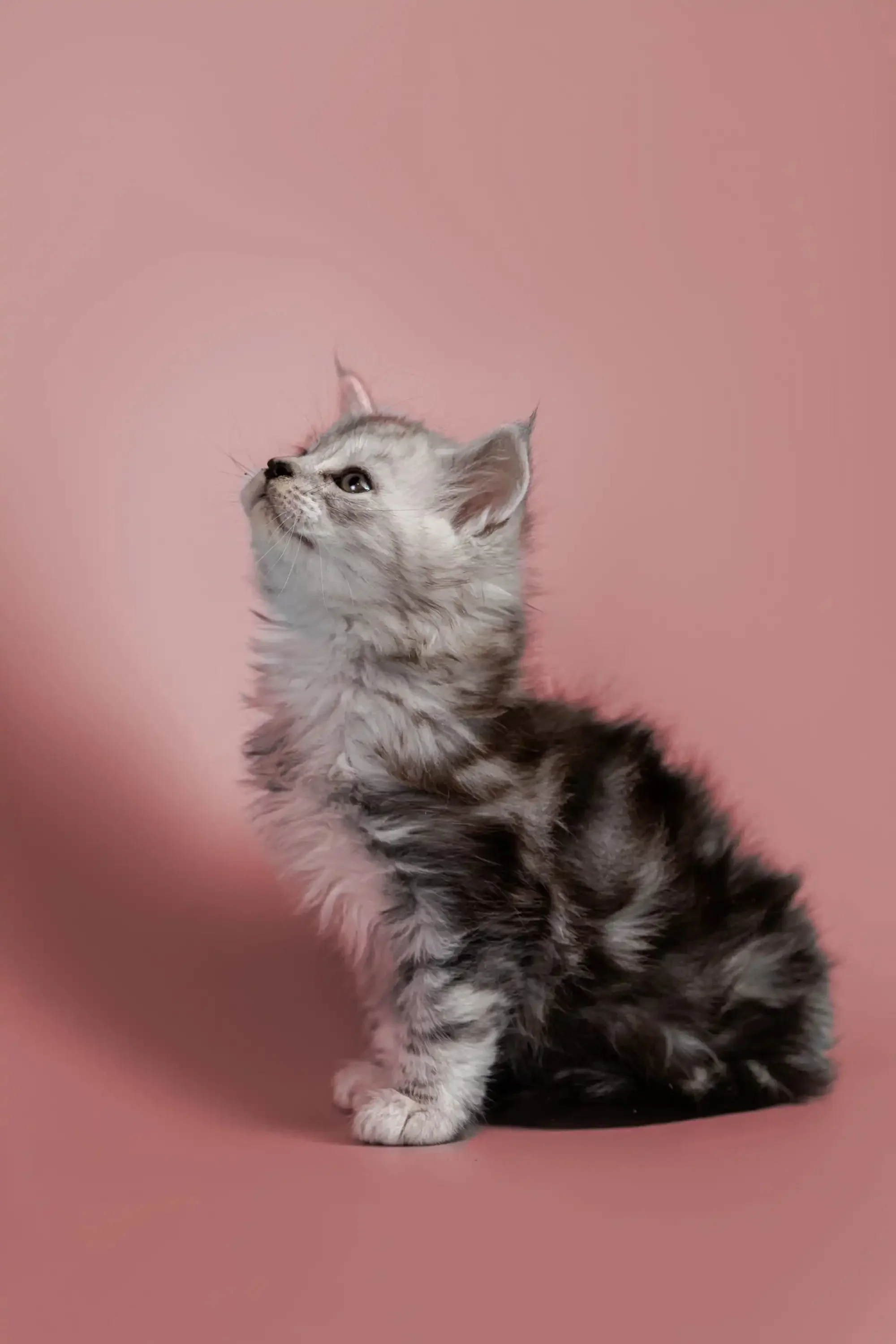 Hunter | Maine Coon Kitten - Image 6