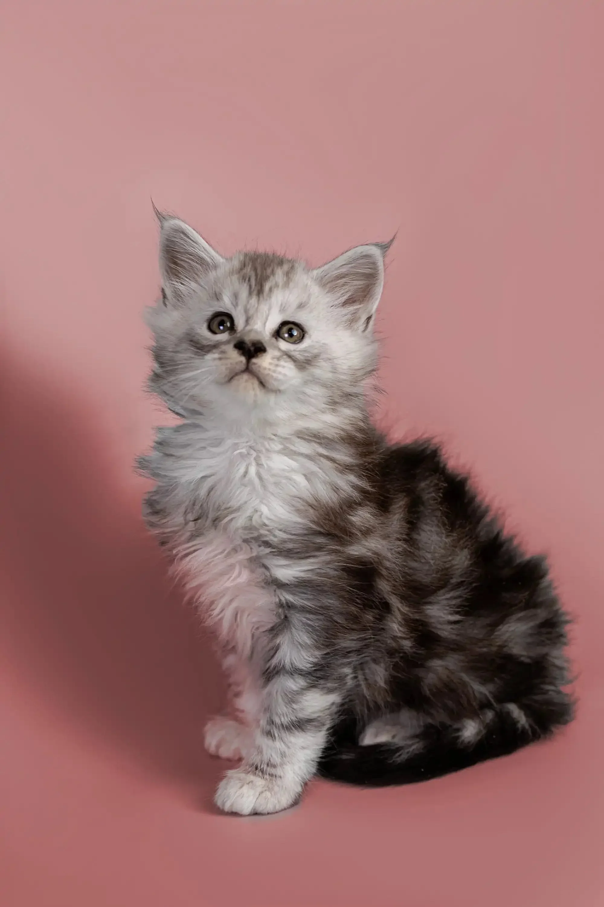 Hunter | Maine Coon Kitten - Image 7