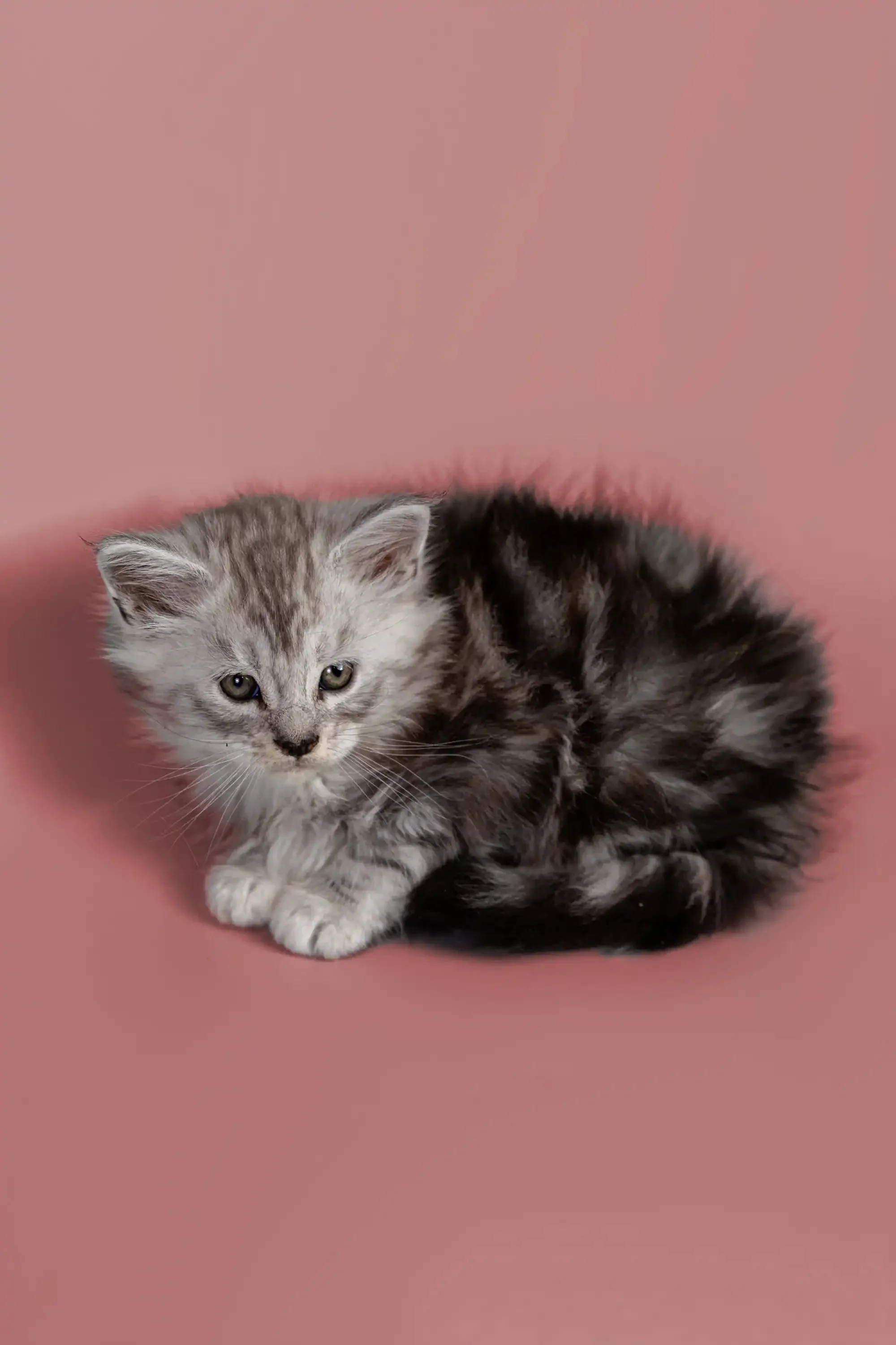 Hunter | Maine Coon Kitten - Image 8