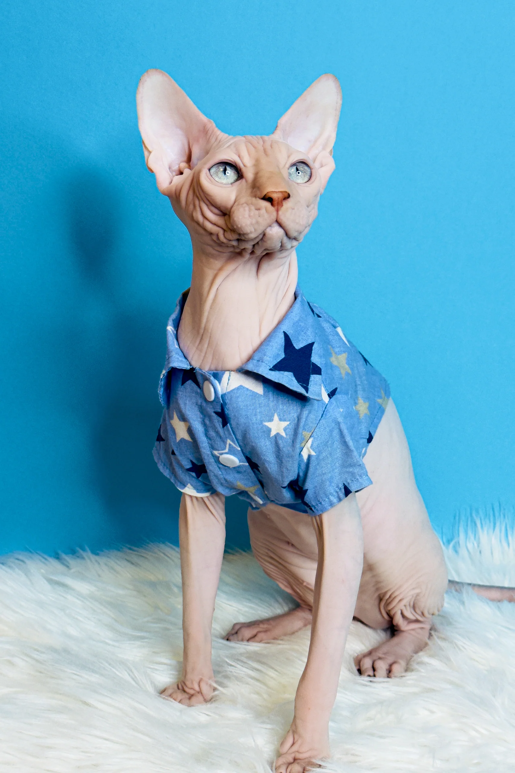 Ice Cream | Canadian Sphynx Kitten - Image 2