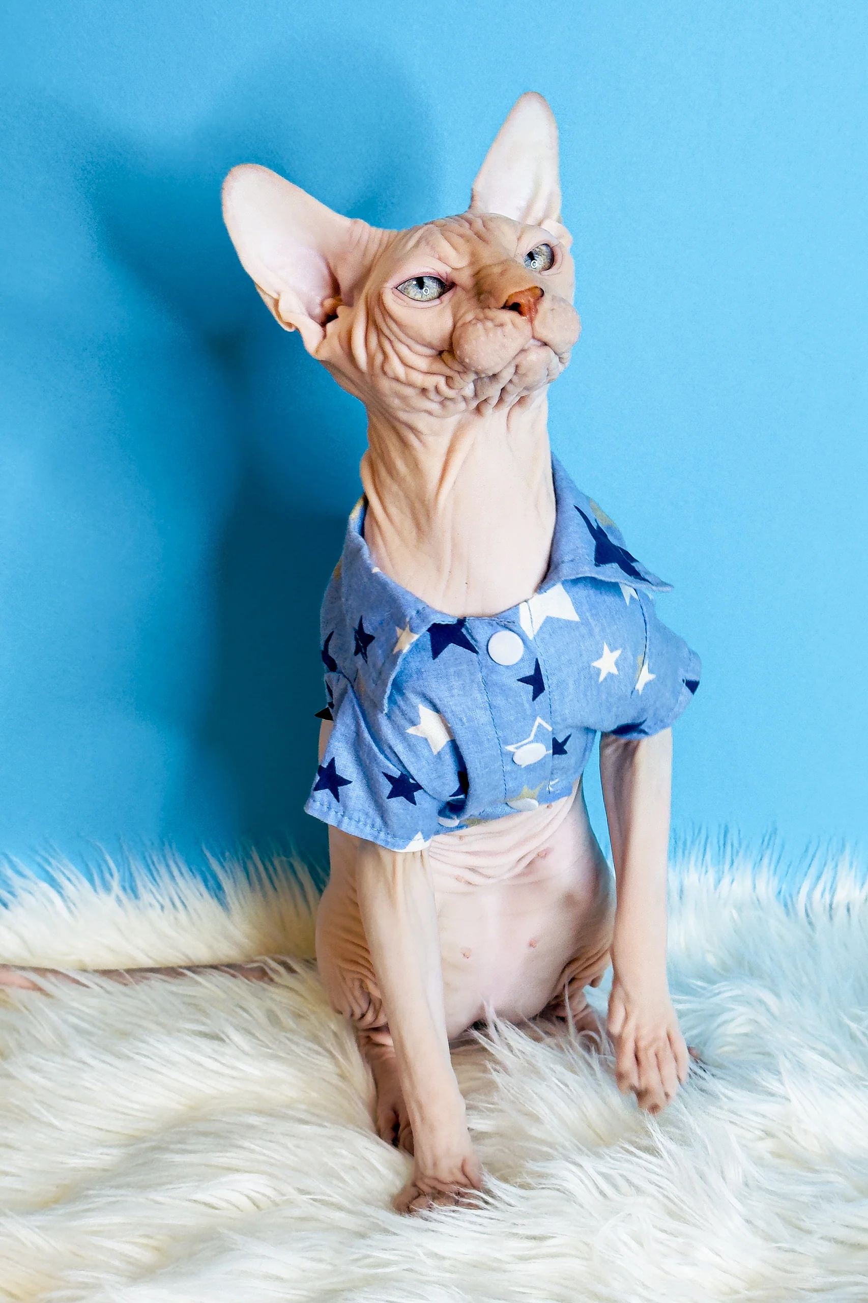 Ice Cream | Canadian Sphynx Kitten - Image 5