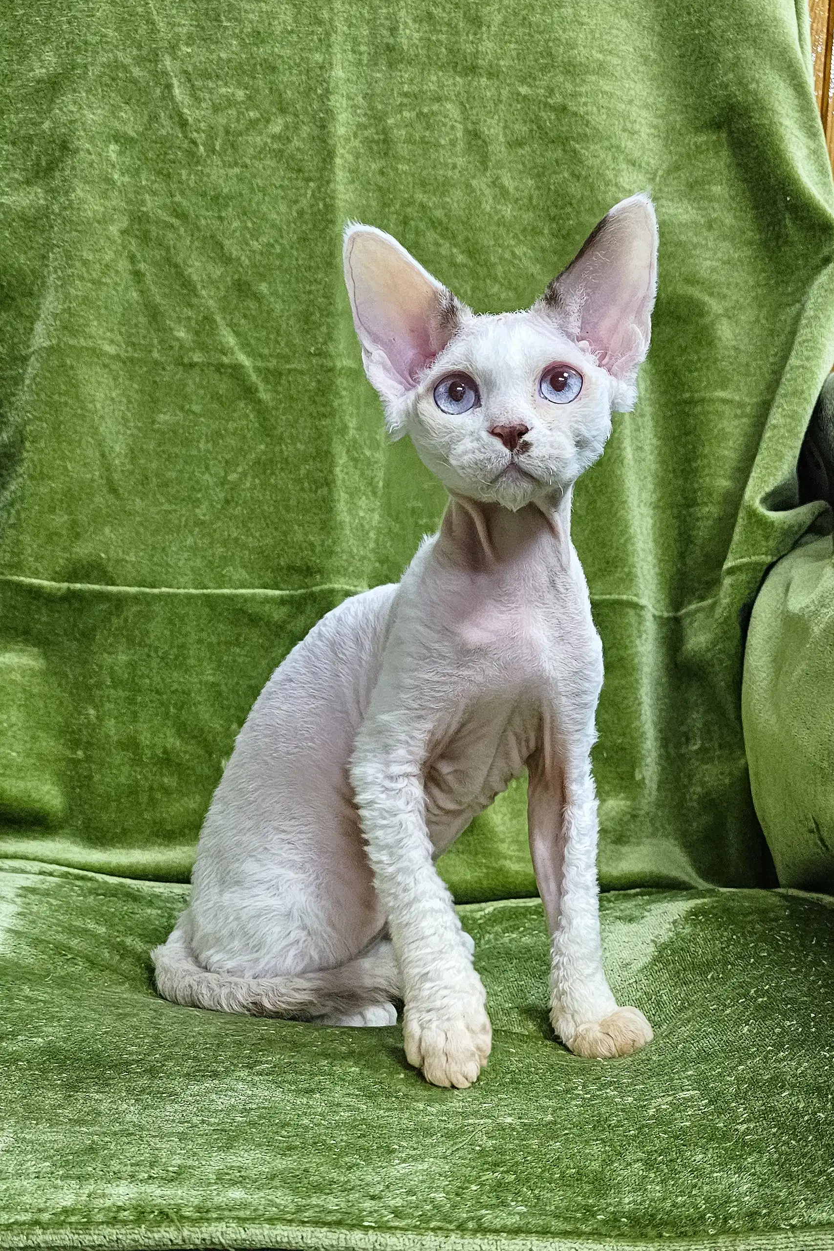 Icecream | Devon Rex Kitten - Image 2