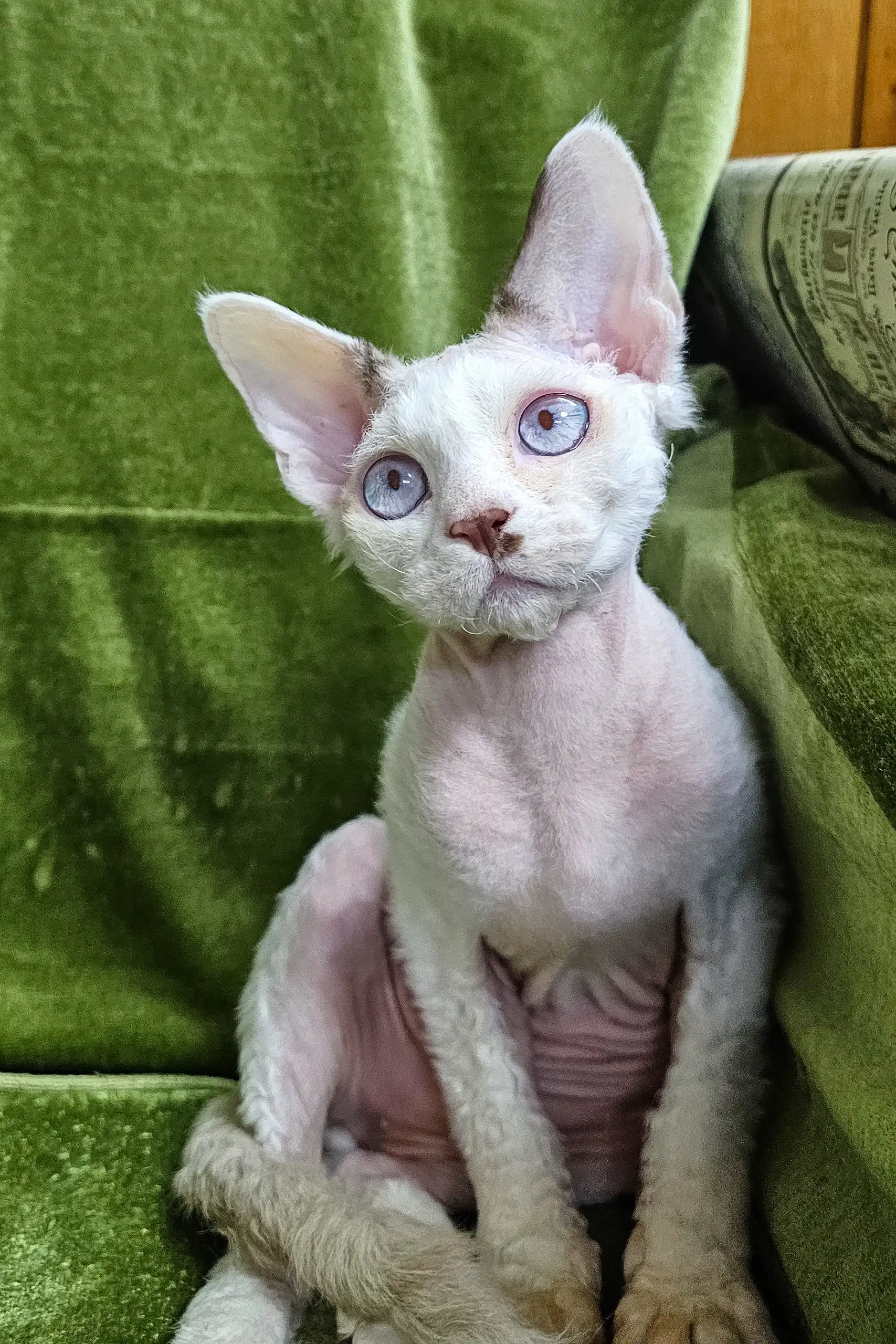 Icecream | Devon Rex Kitten - Image 3