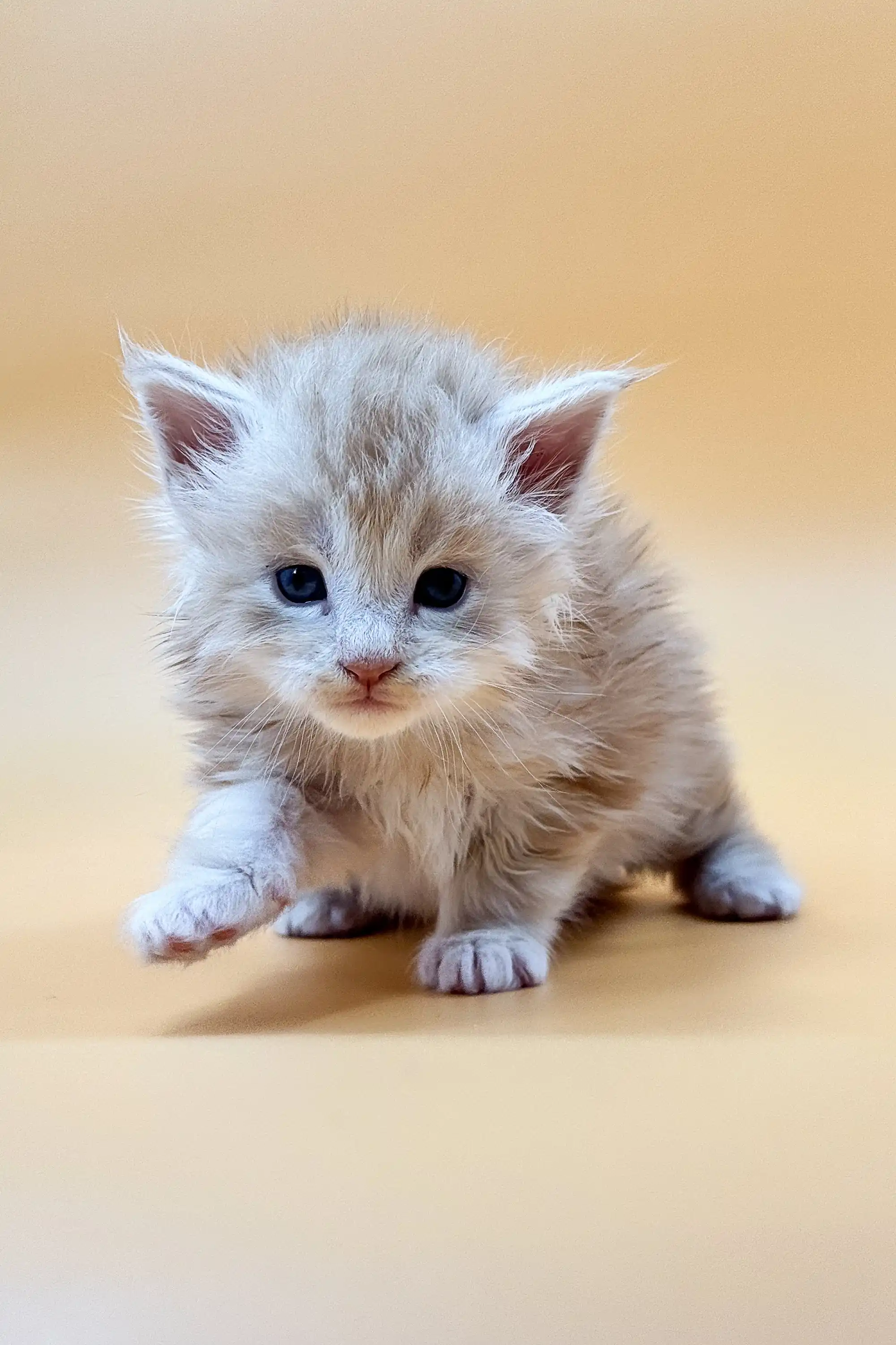Ice | Maine Coon Kitten - Image 10