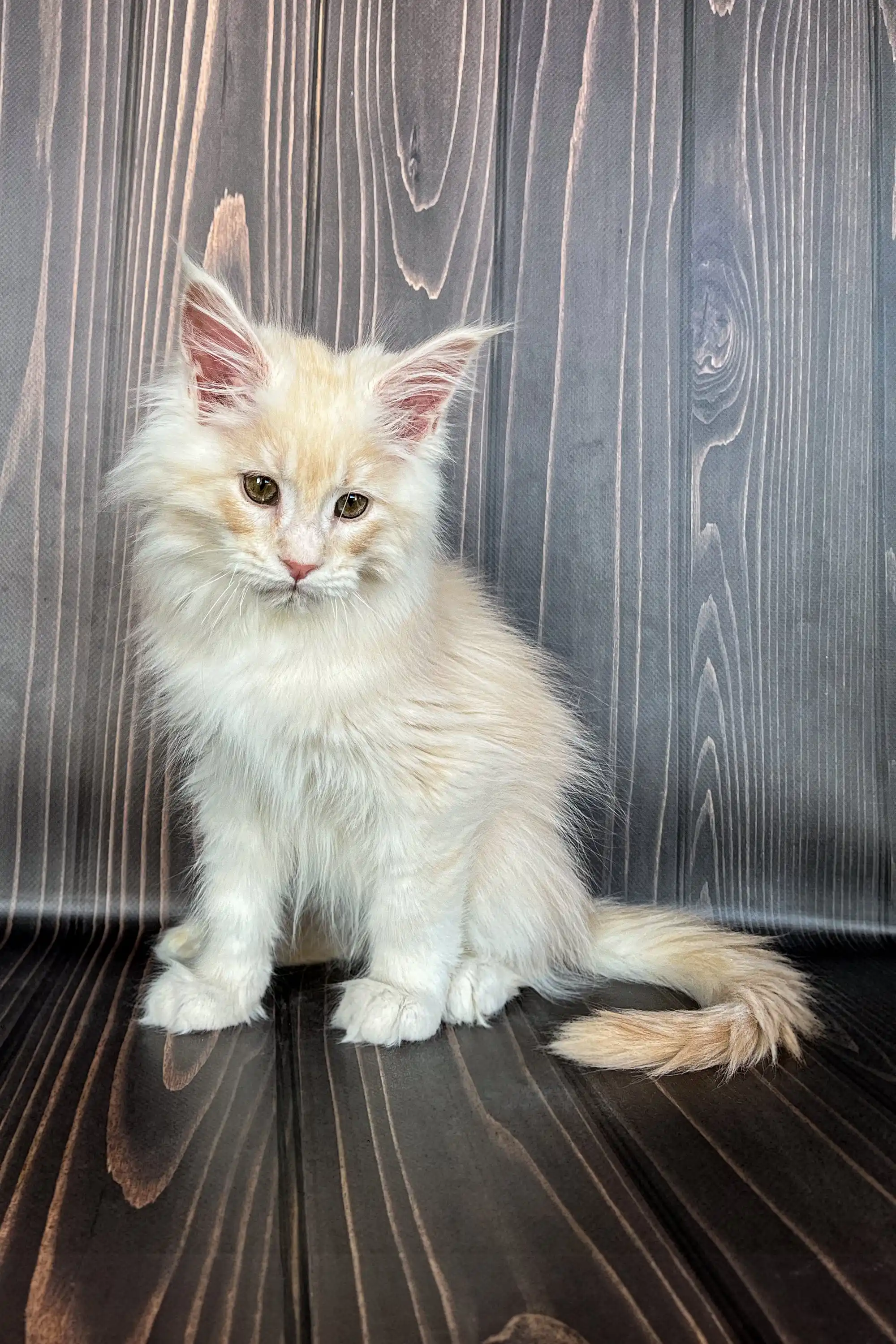Icecon | Maine Coon Kitten - Image 3