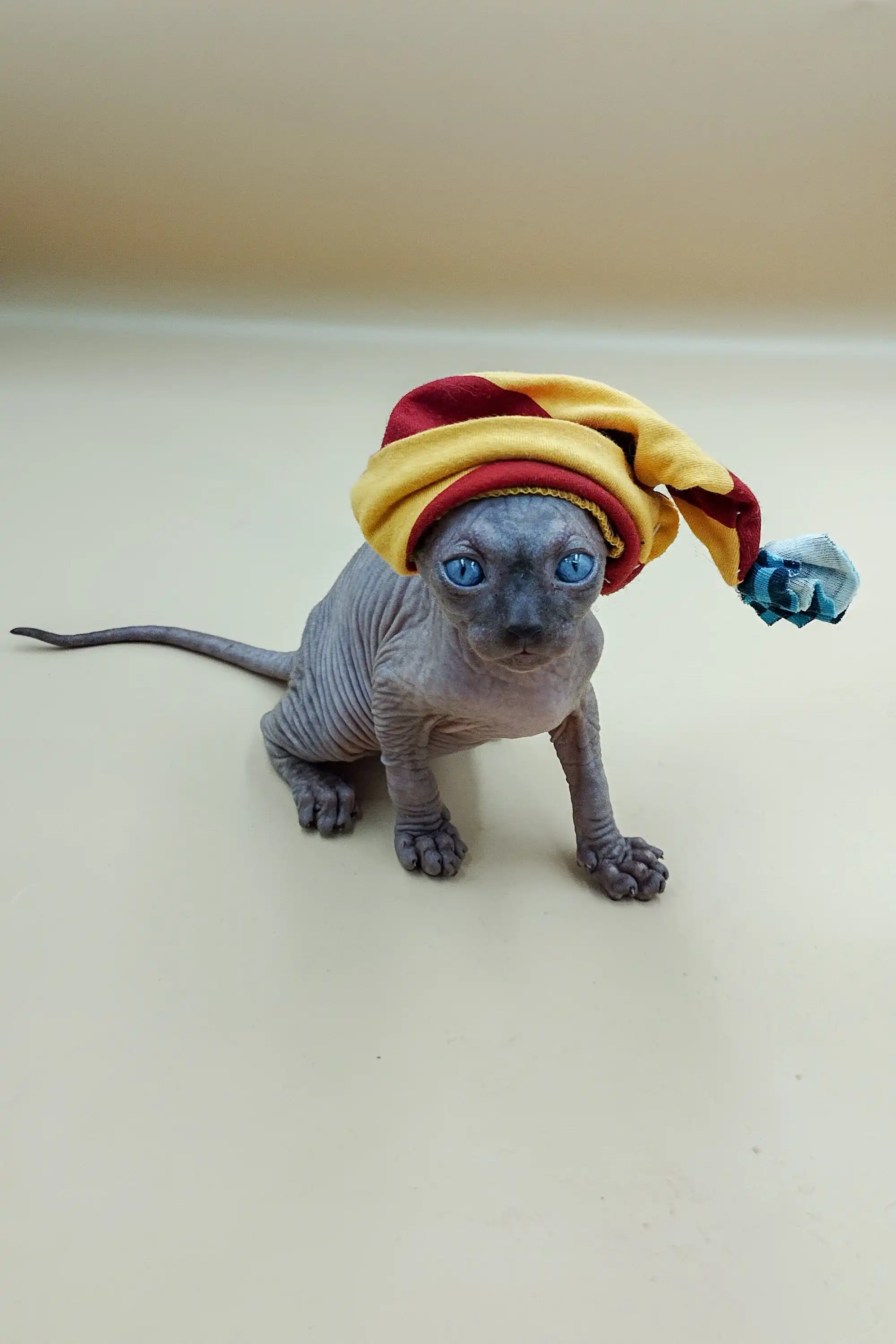 Icey | Sphynx Kitten - Image 5