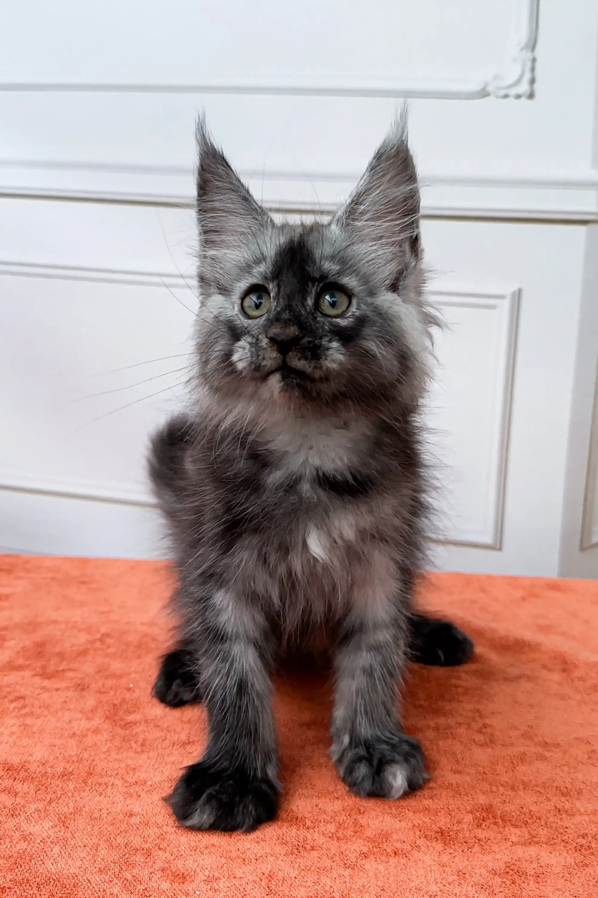 Ignat | Maine Coon Kitten - Image 7