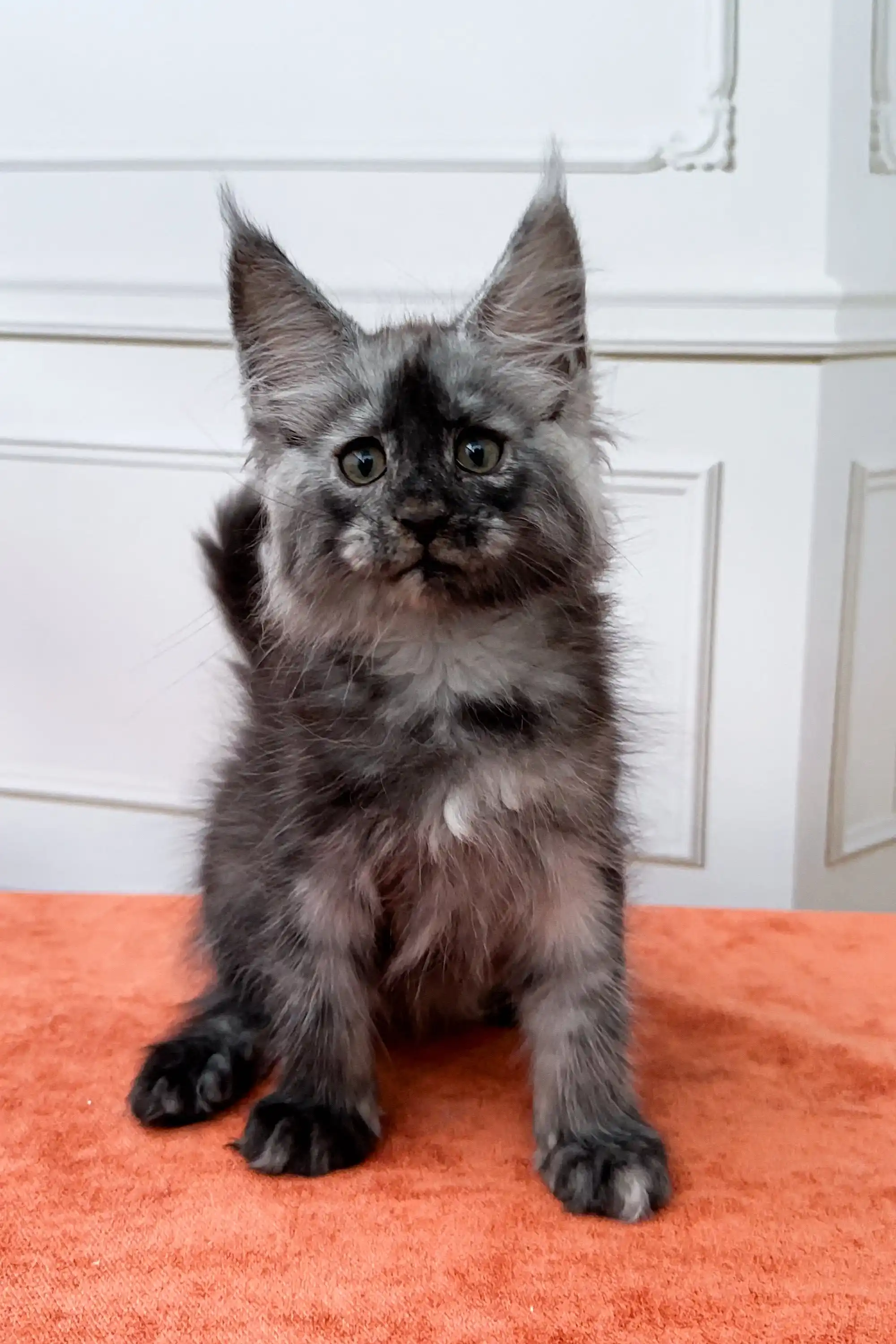 Ignat | Maine Coon Kitten - Image 8