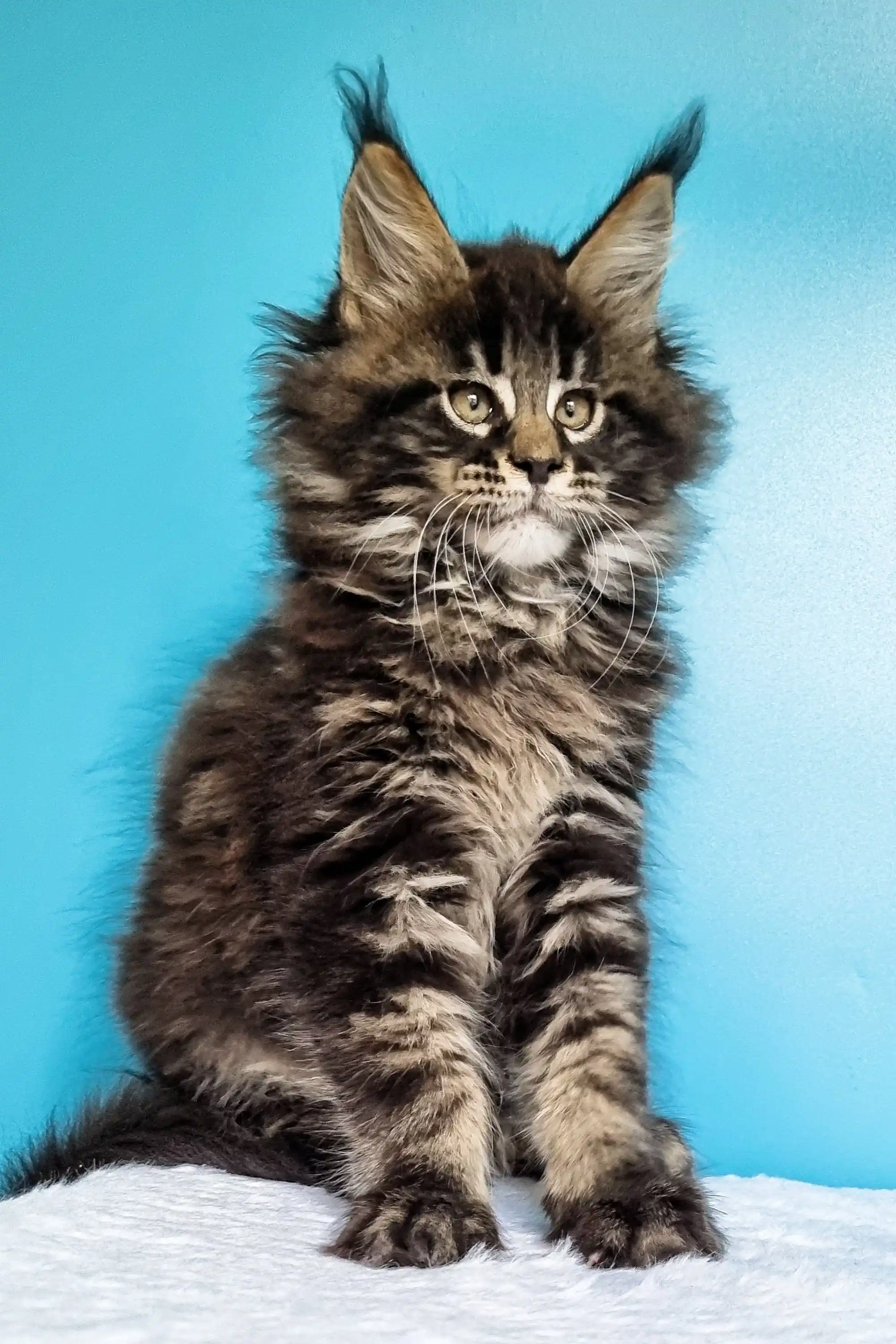 Ignat | Maine Coon Kitten - Image 13