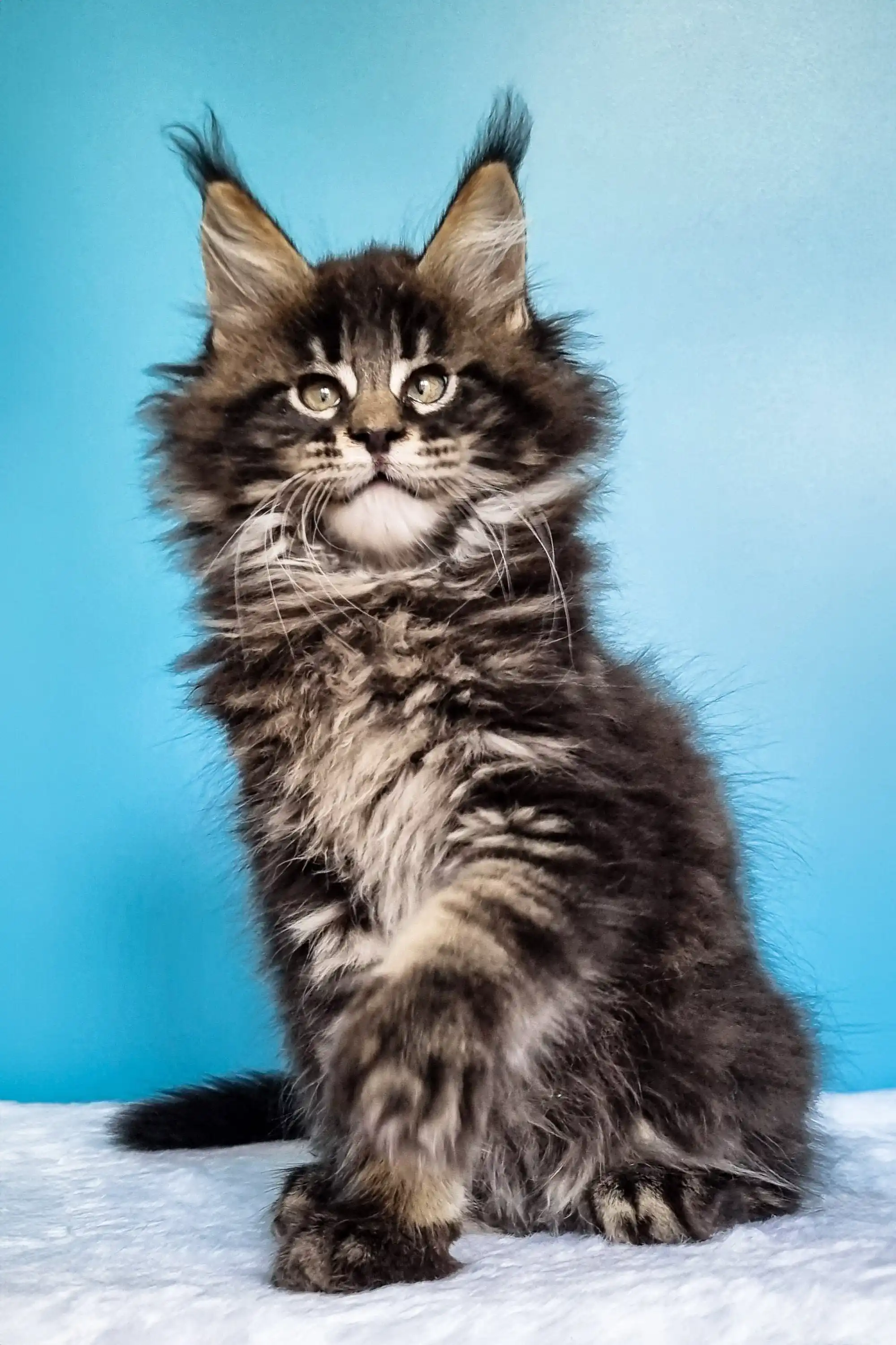 Ignat | Maine Coon Kitten - Image 18