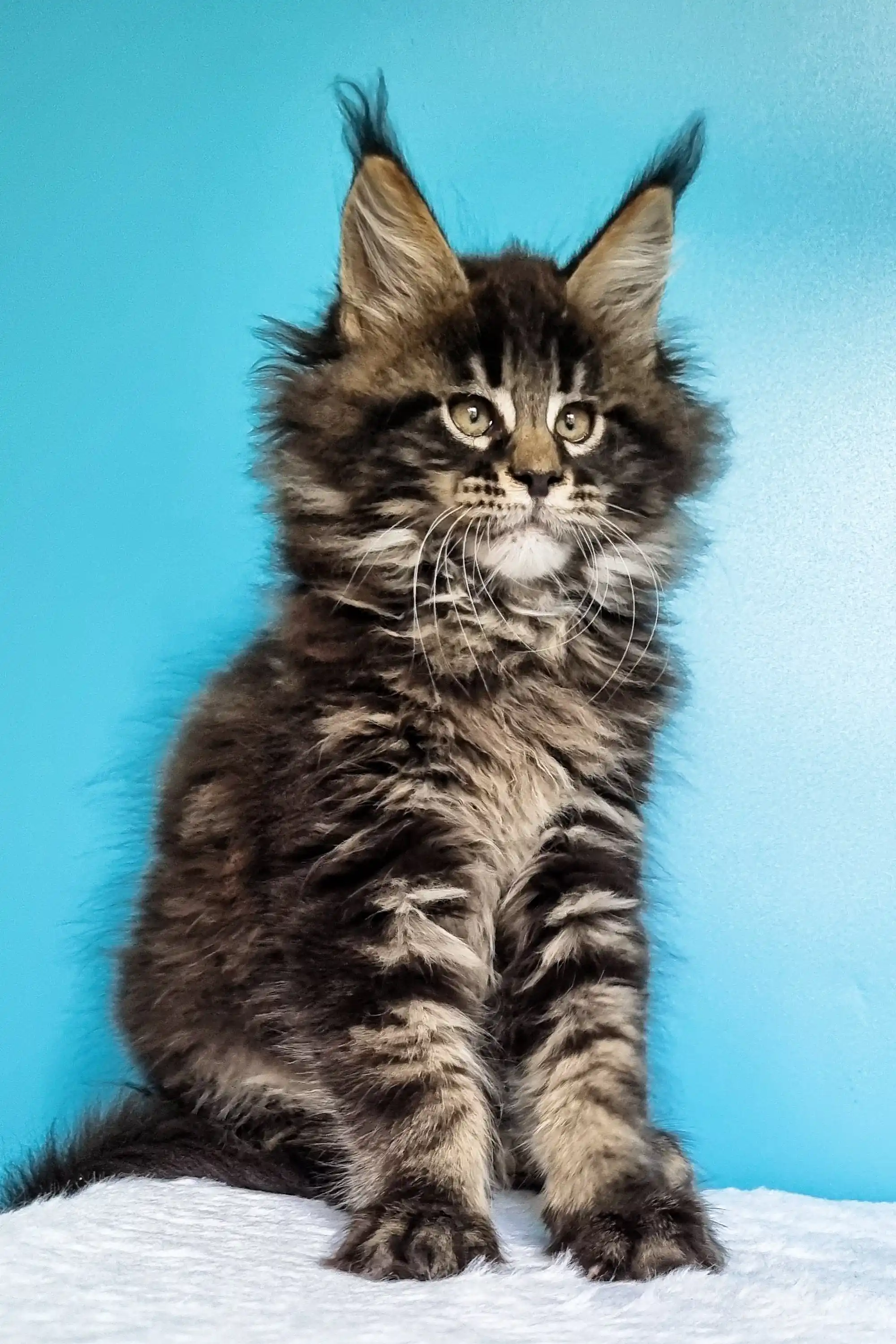 Ignat | Maine Coon Kitten - Image 4