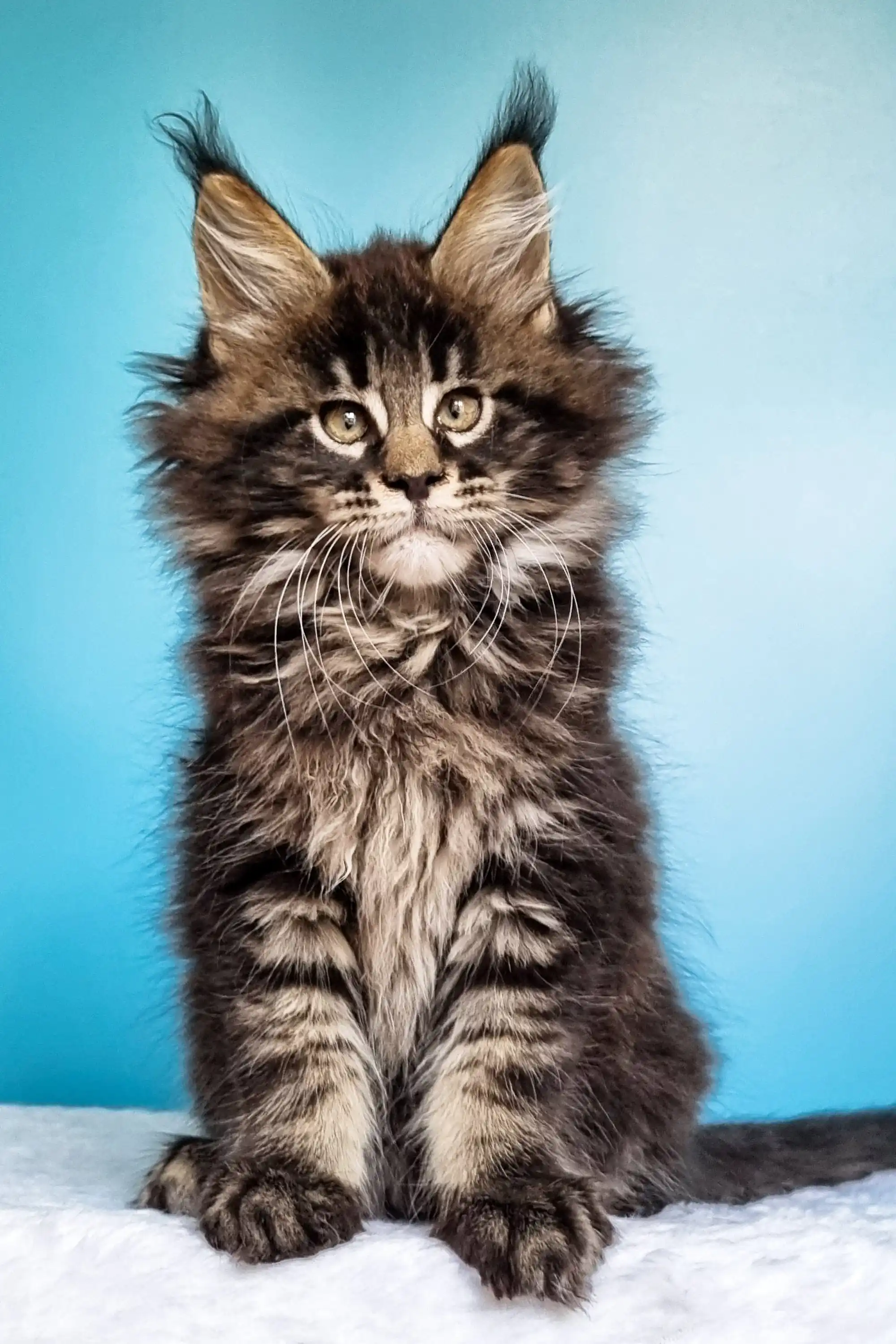 Ignat | Maine Coon Kitten - Image 5