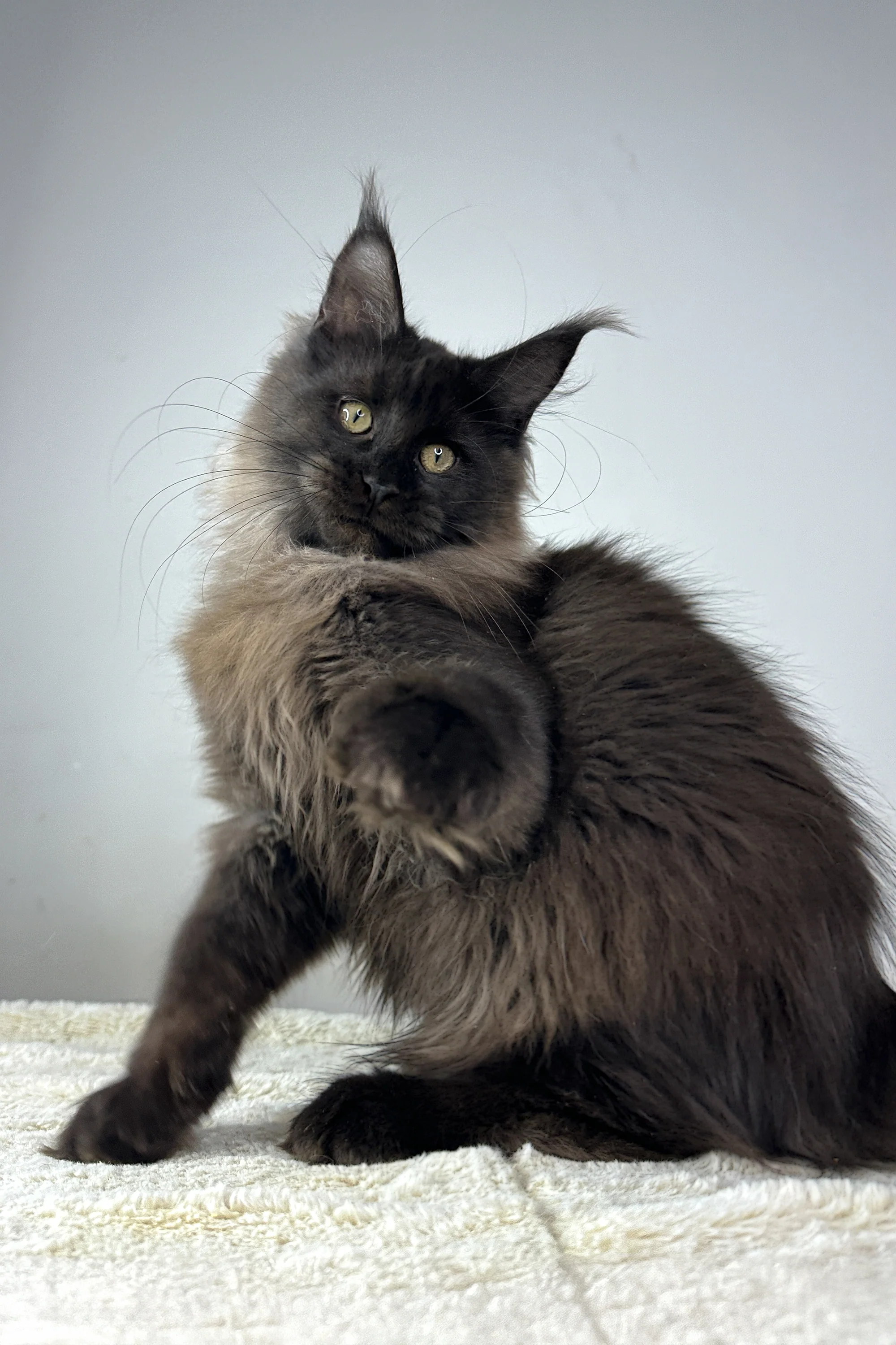 Igor | Maine Coon Kitten - Image 4