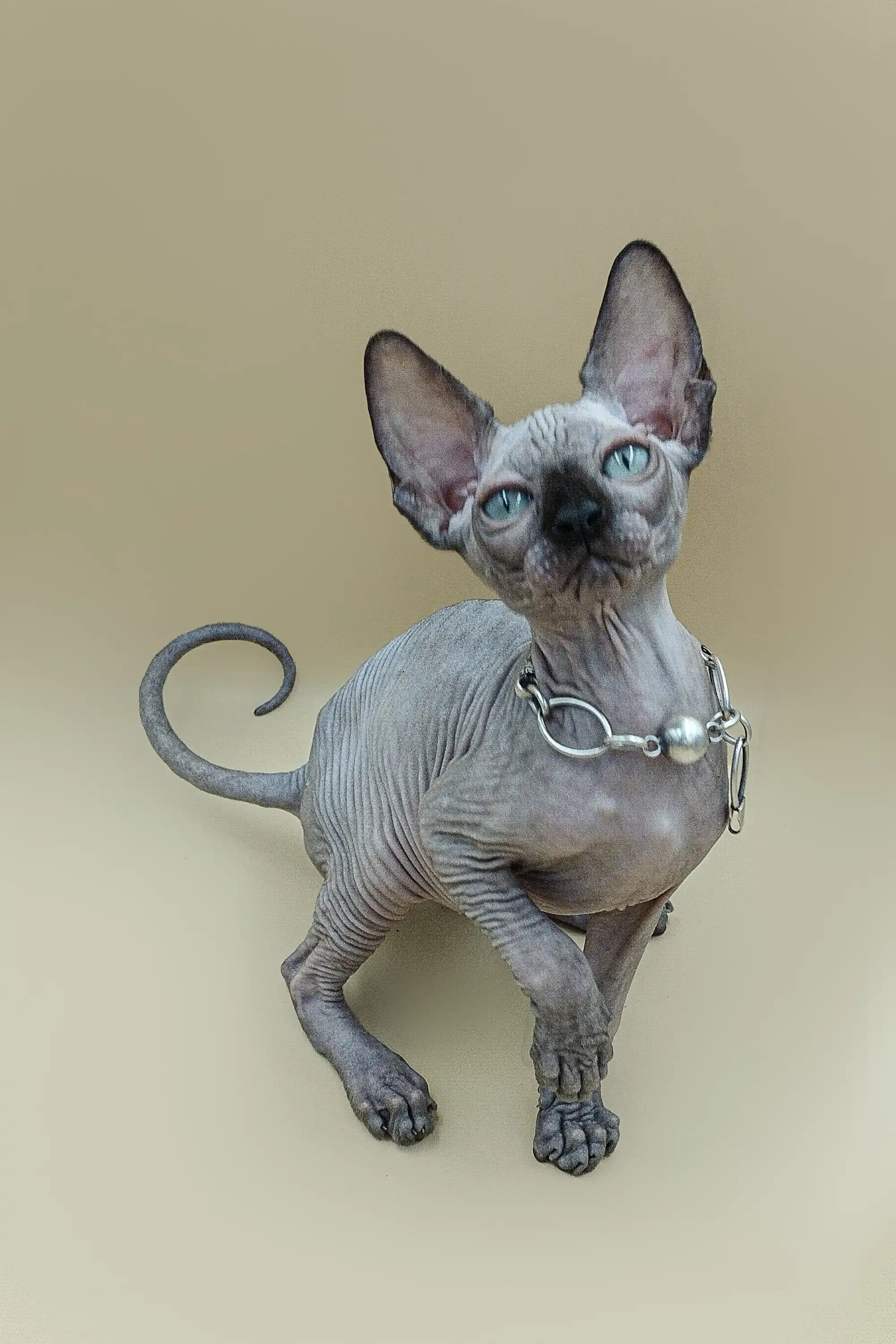 Ilbert| Sphynx Kitten - Image 9