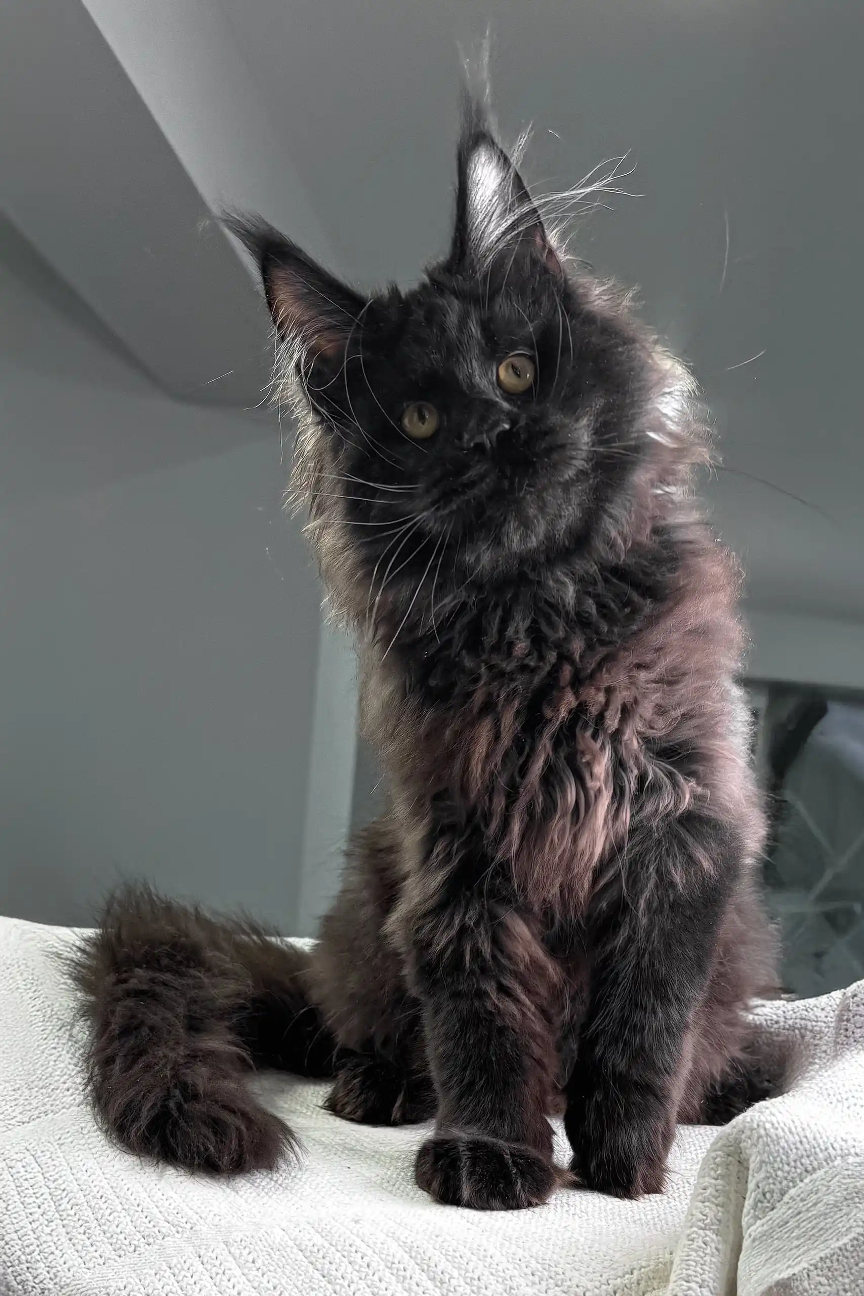 Imperator | Maine Coon Kitten - Image 11
