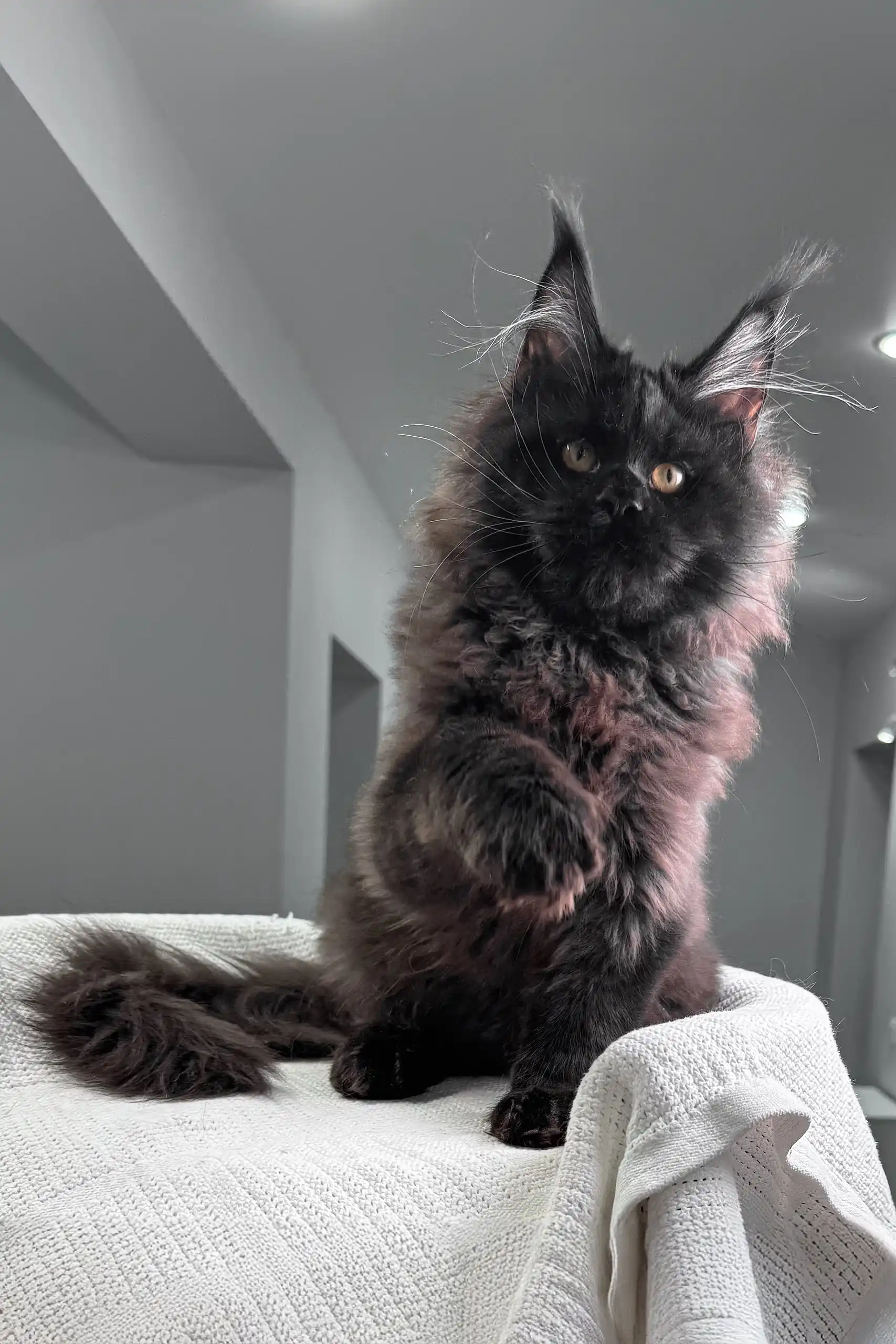 Imperator | Maine Coon Kitten - Image 4