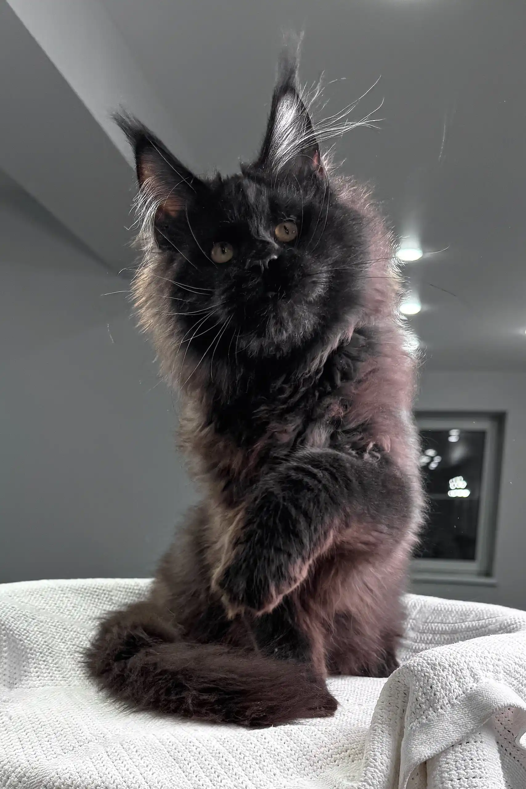 Imperator | Maine Coon Kitten - Image 8